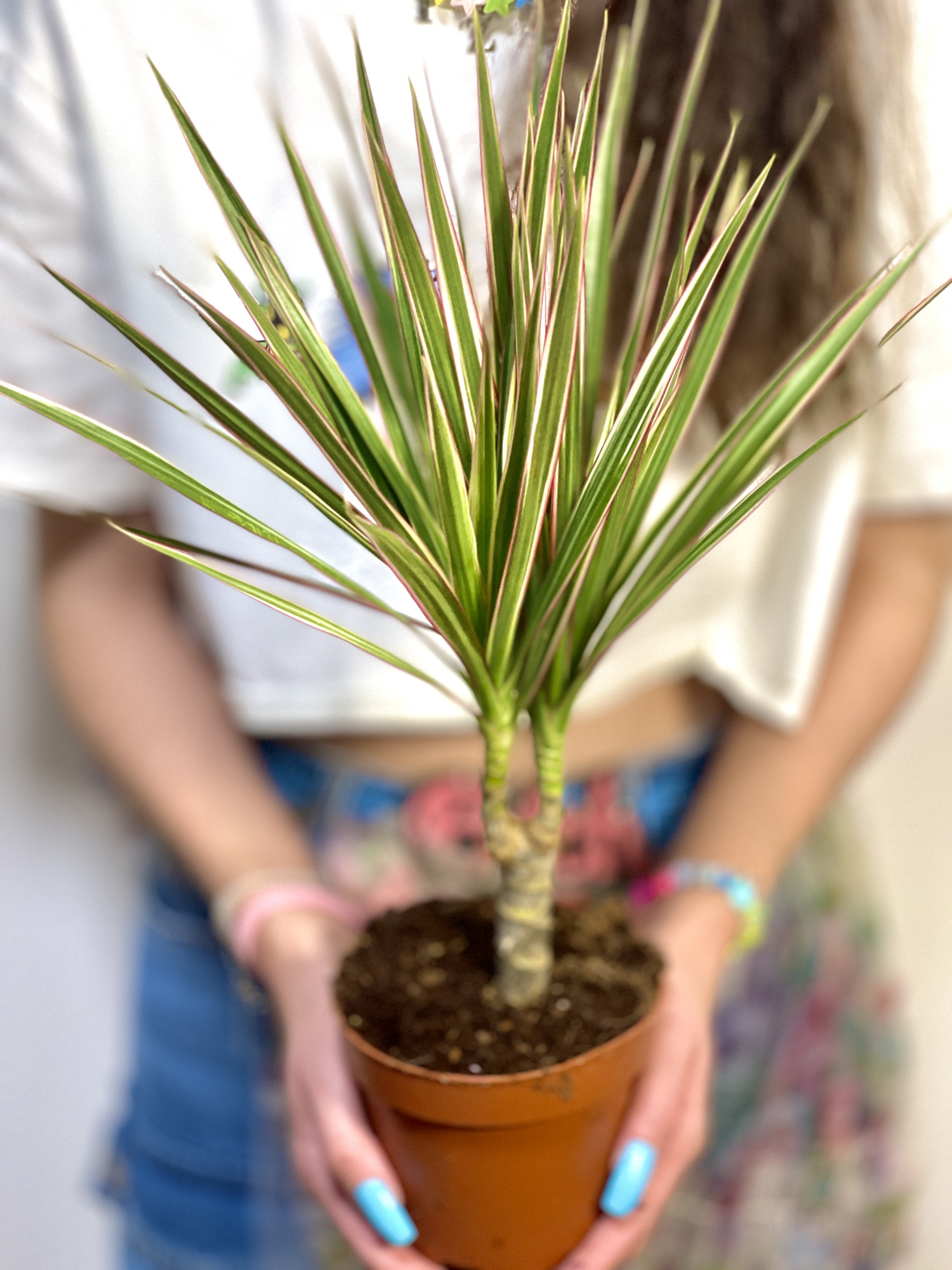 Драцена Маргината Биколор (Dracaena Marginata Bicolor) D12см