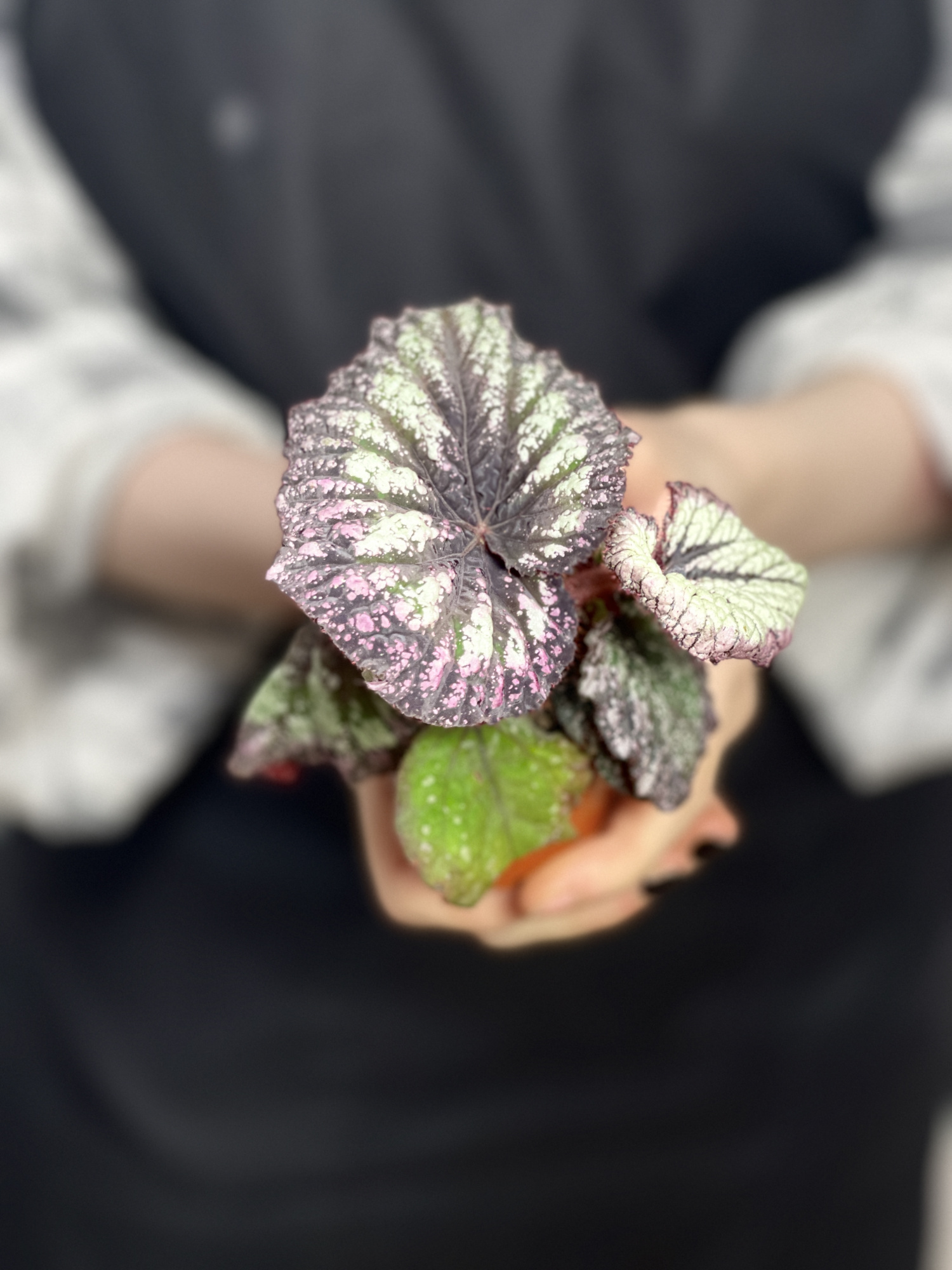 Бегония Рекс Файерворкс (Begonia Rex Fireworks) D6см