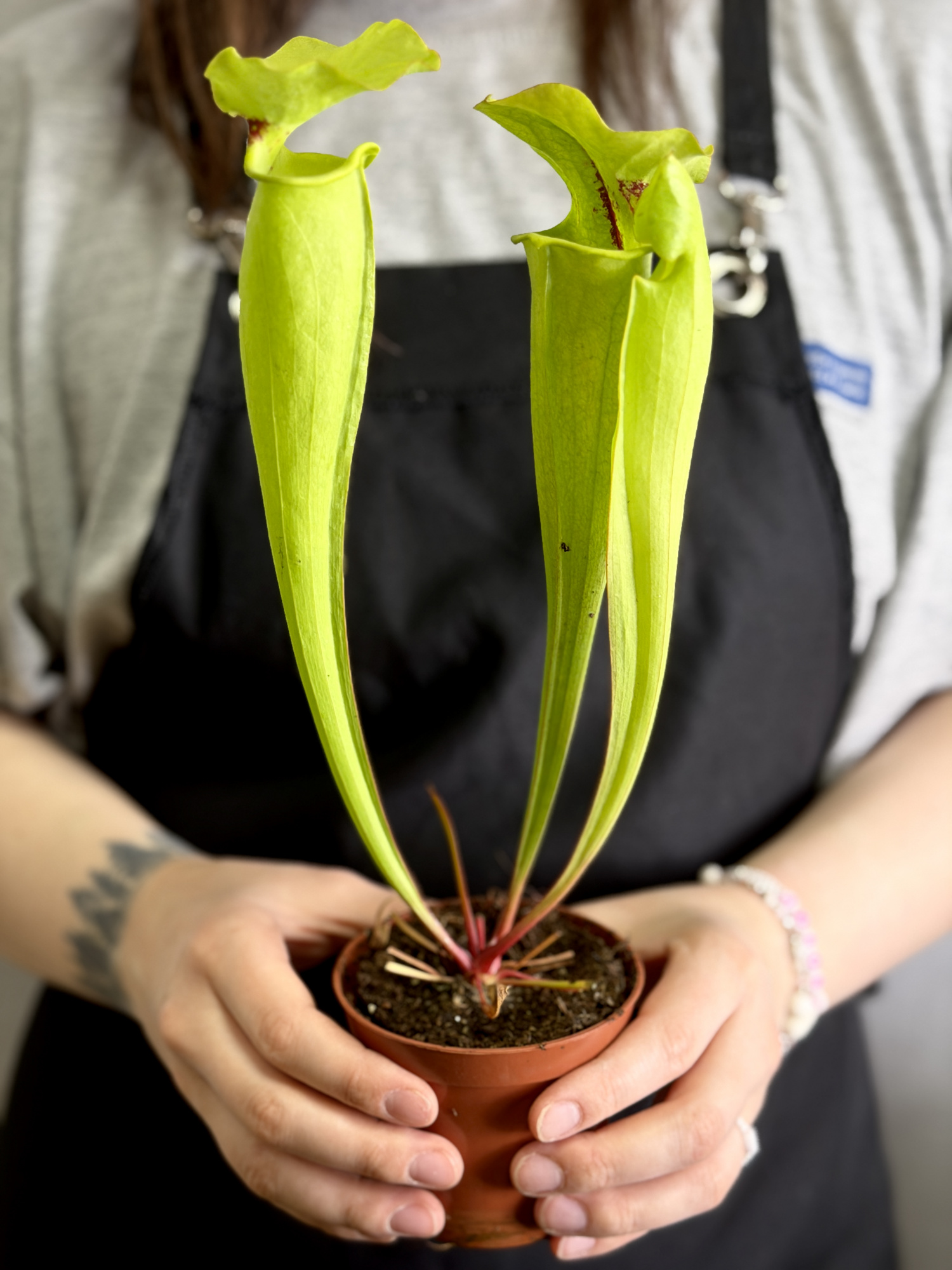 Саррацения Флава Гигантея (Sarracenia Flava Gigantea) D9см