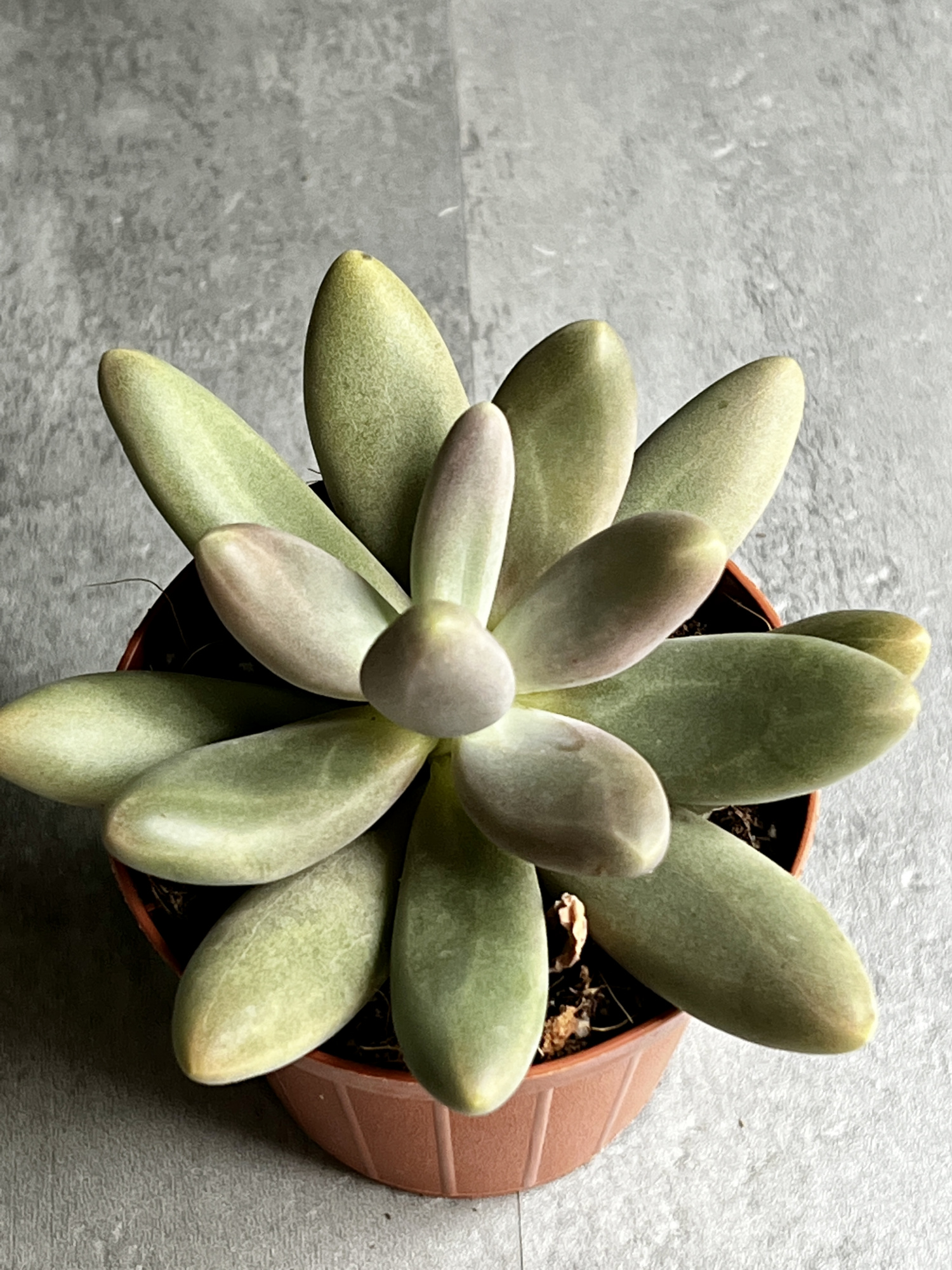 Пахифитум Даймонд (Pachyphytum Diamond) D8см