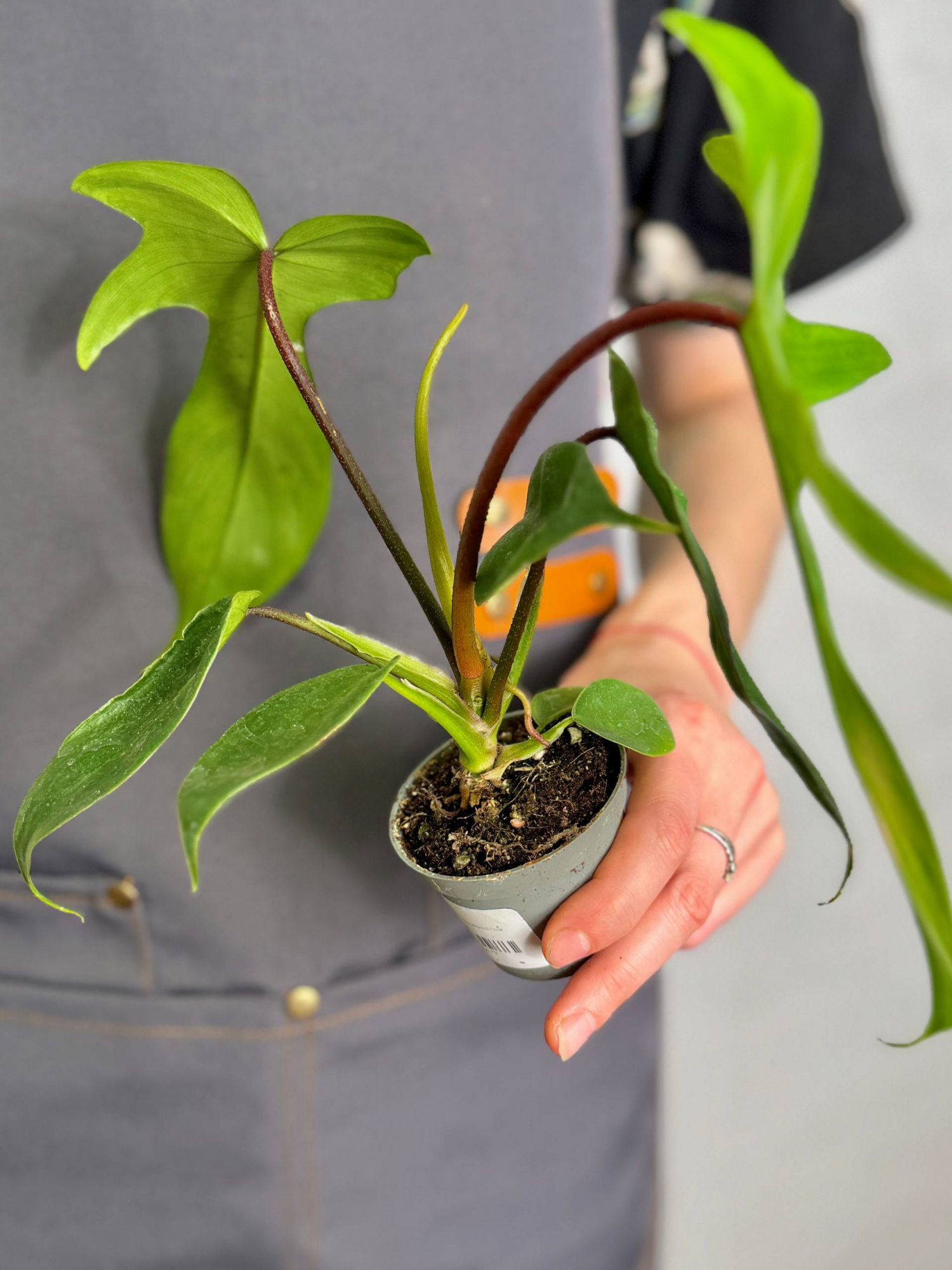 Филодендрон Майо (Philodendron Mayoi) D6см