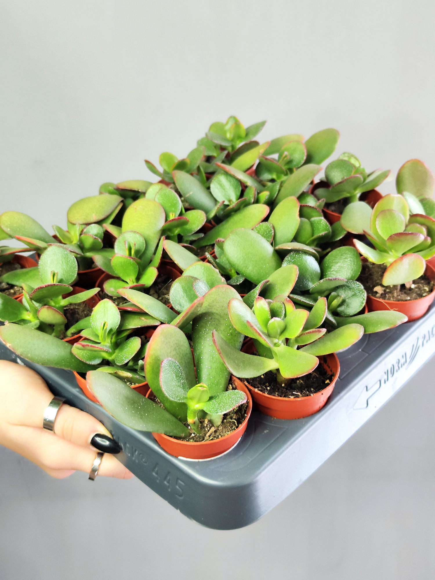 Крассула Овата Сансет (Crassula Ovata Sunset) D5см