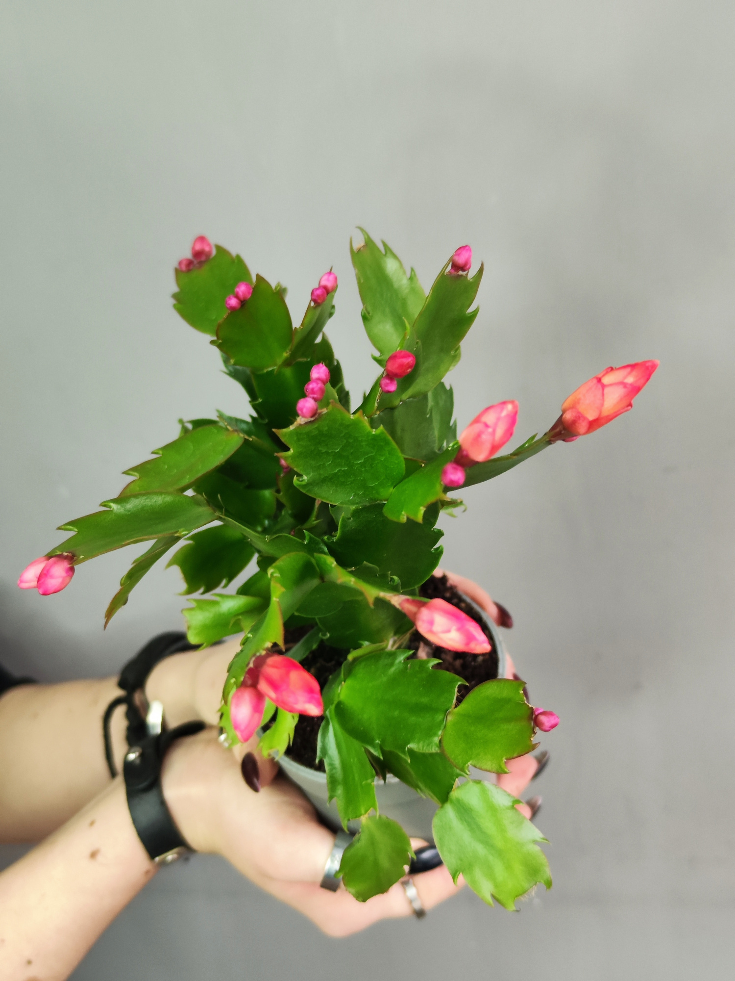 Декабрист Оранжевый, или Шлюмбергера (Schlumbergera Tendenza Orange) D9см