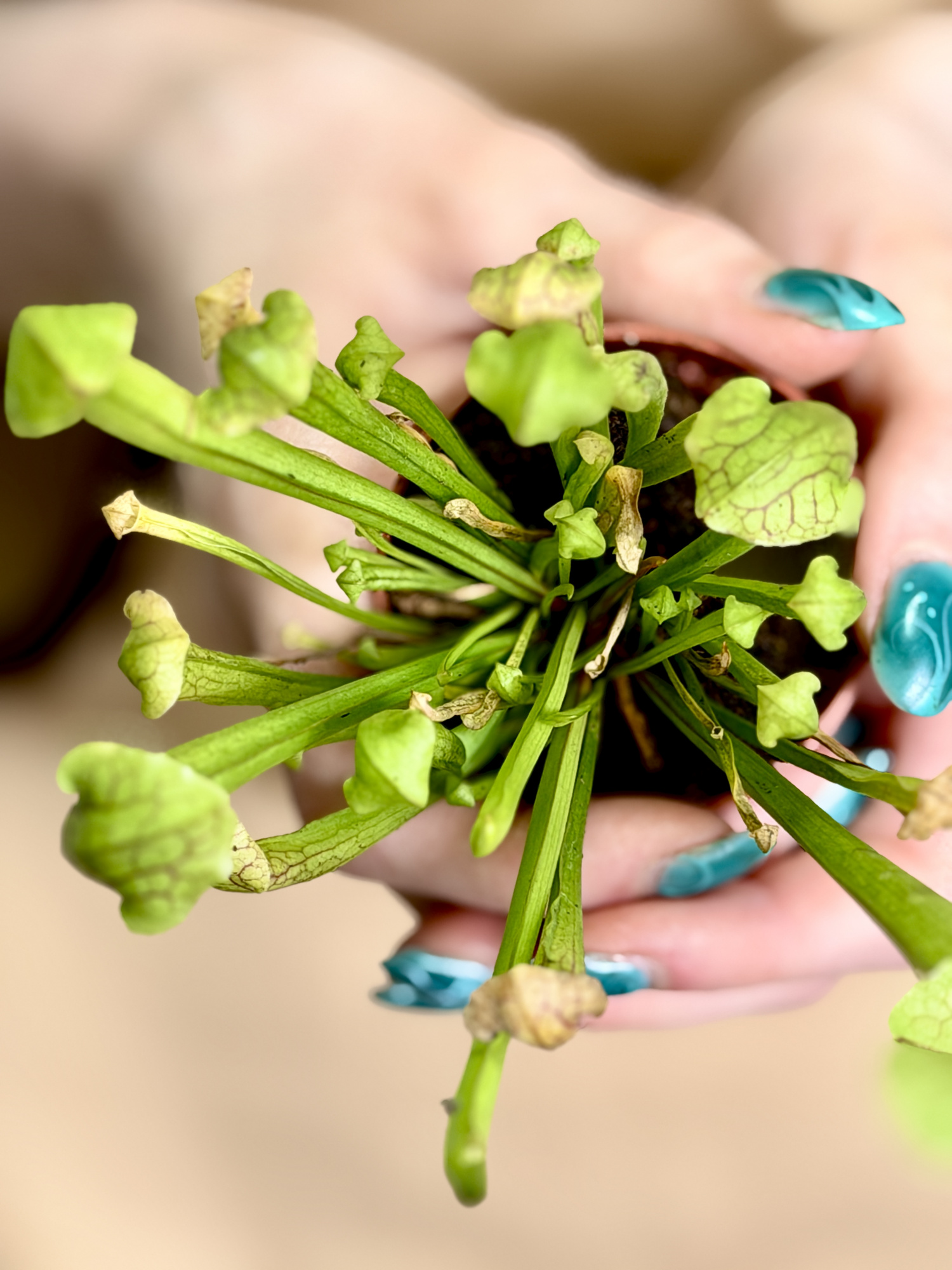 Саррацения Катесбай Мини (Sarracenia Catesbaei Mini) D5см