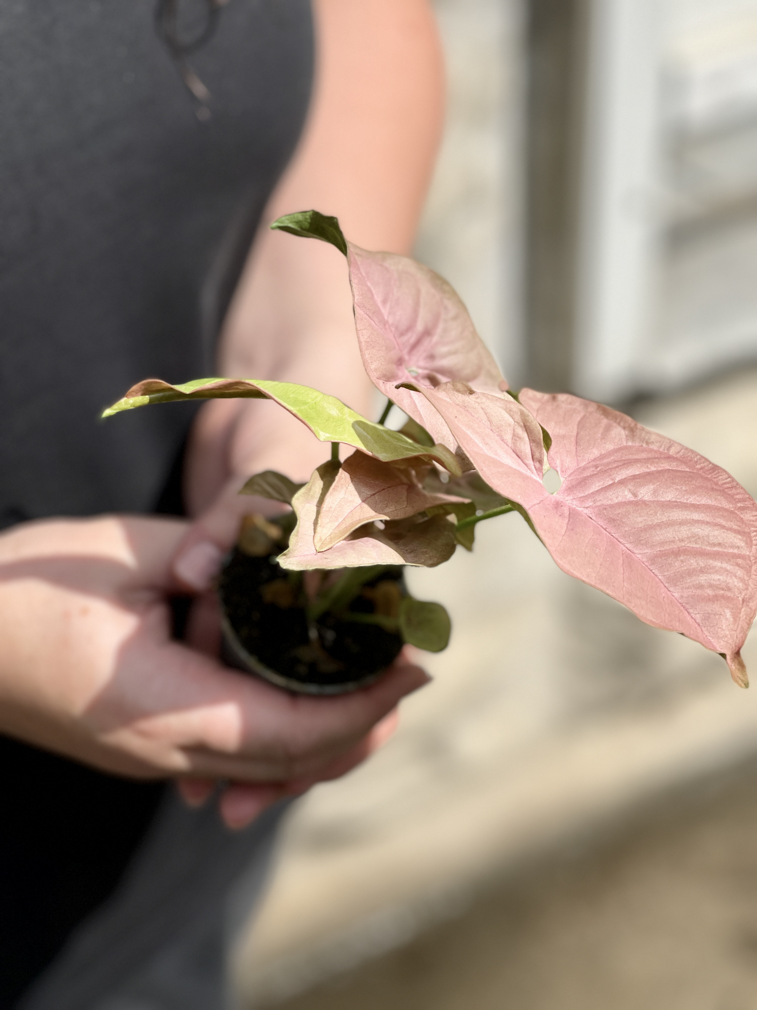 Сингониум Неон (Syngonium Neon) D6см