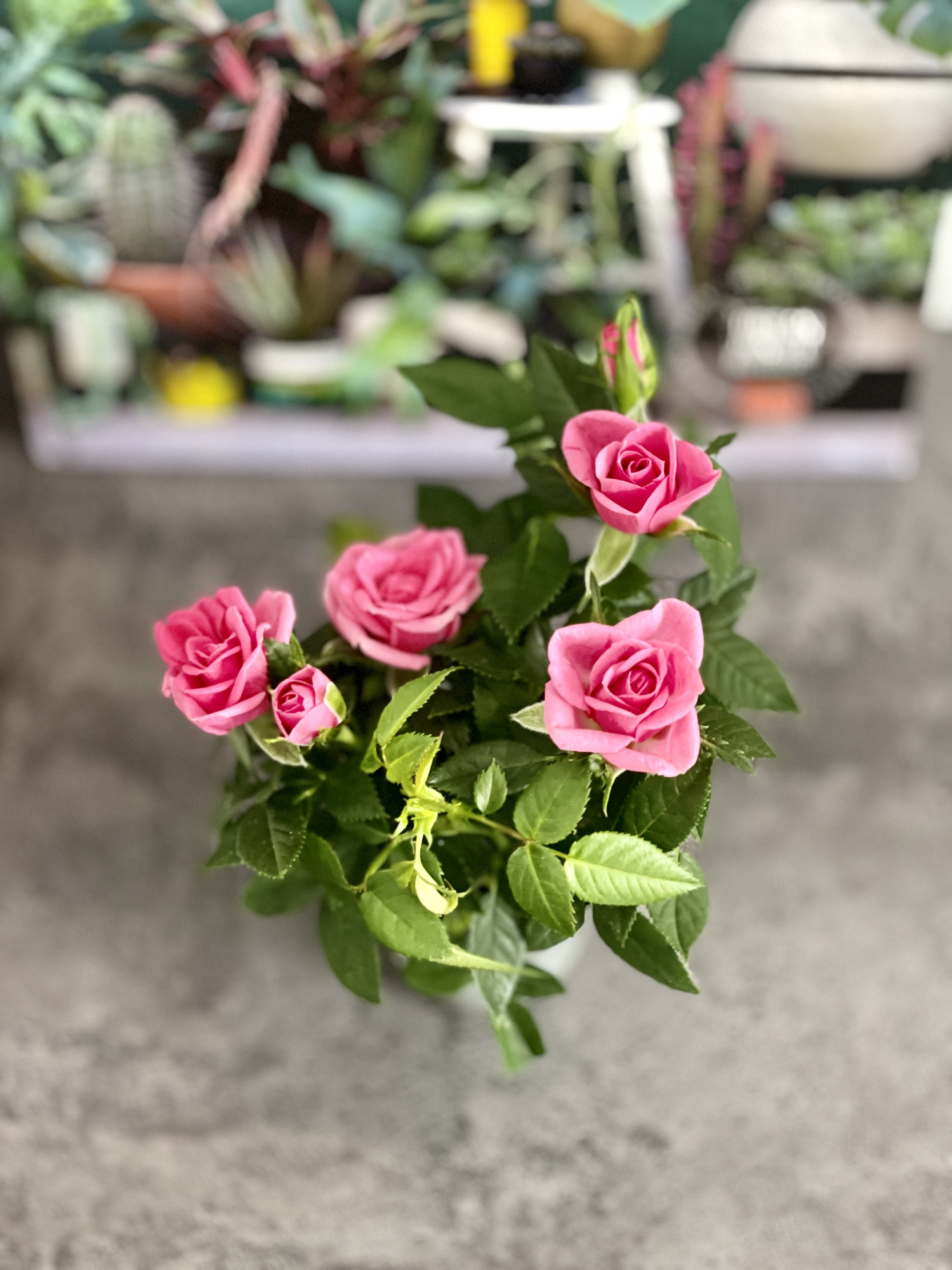 Роза Даника комнатная розовая (Rosa Danica "Pink") D6см