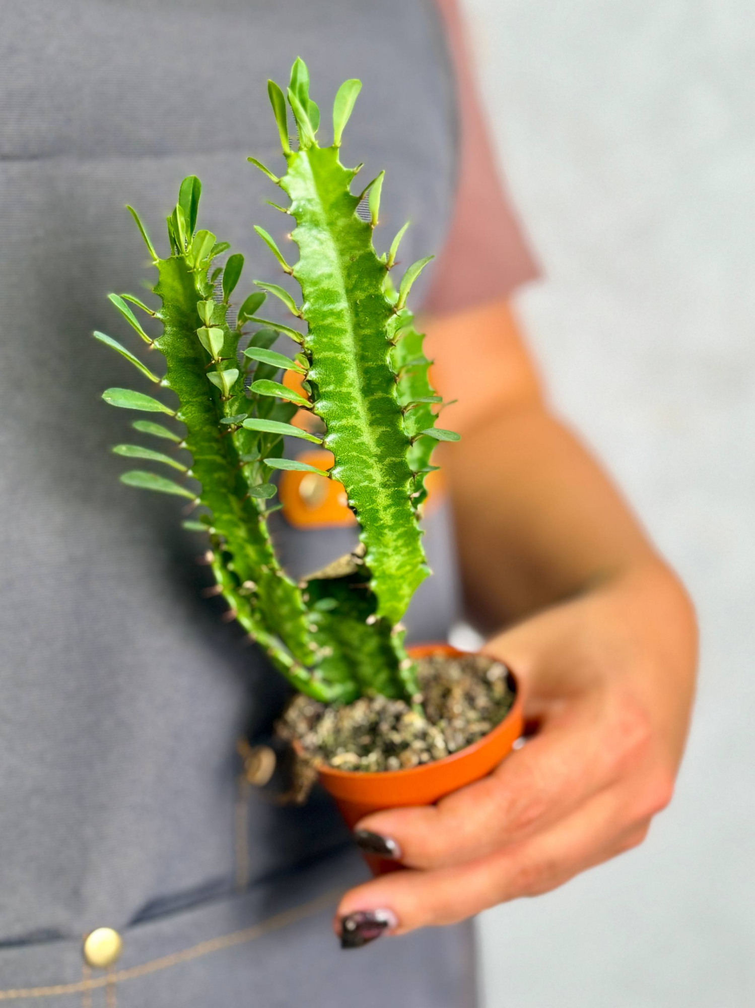 Эуфорбия Тригона, или Молочай Трёхгранный (Euphorbia Trigona) D6см
