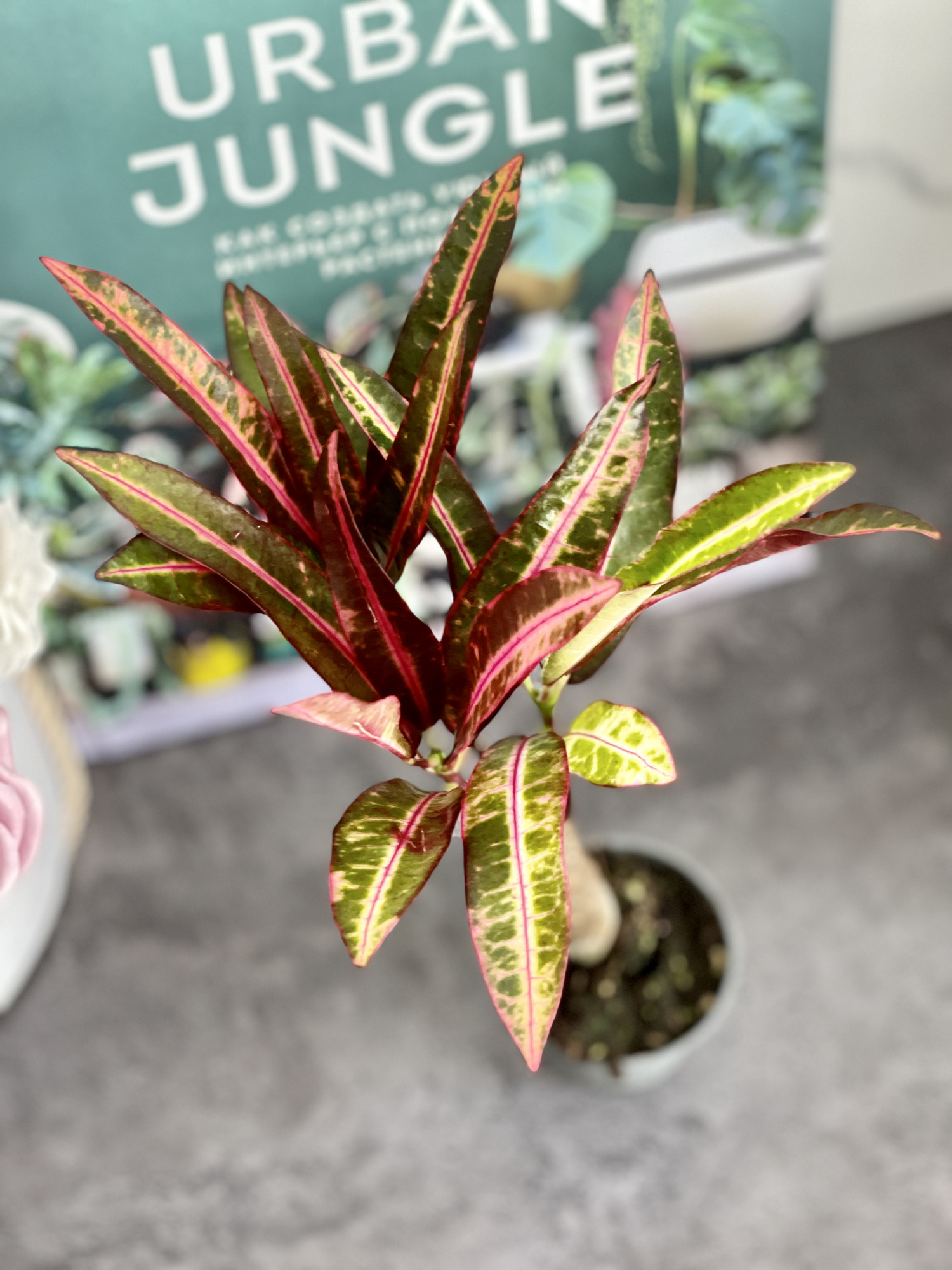 Кодиеум Экскуренс (Codiaeum Excurrens) D6см