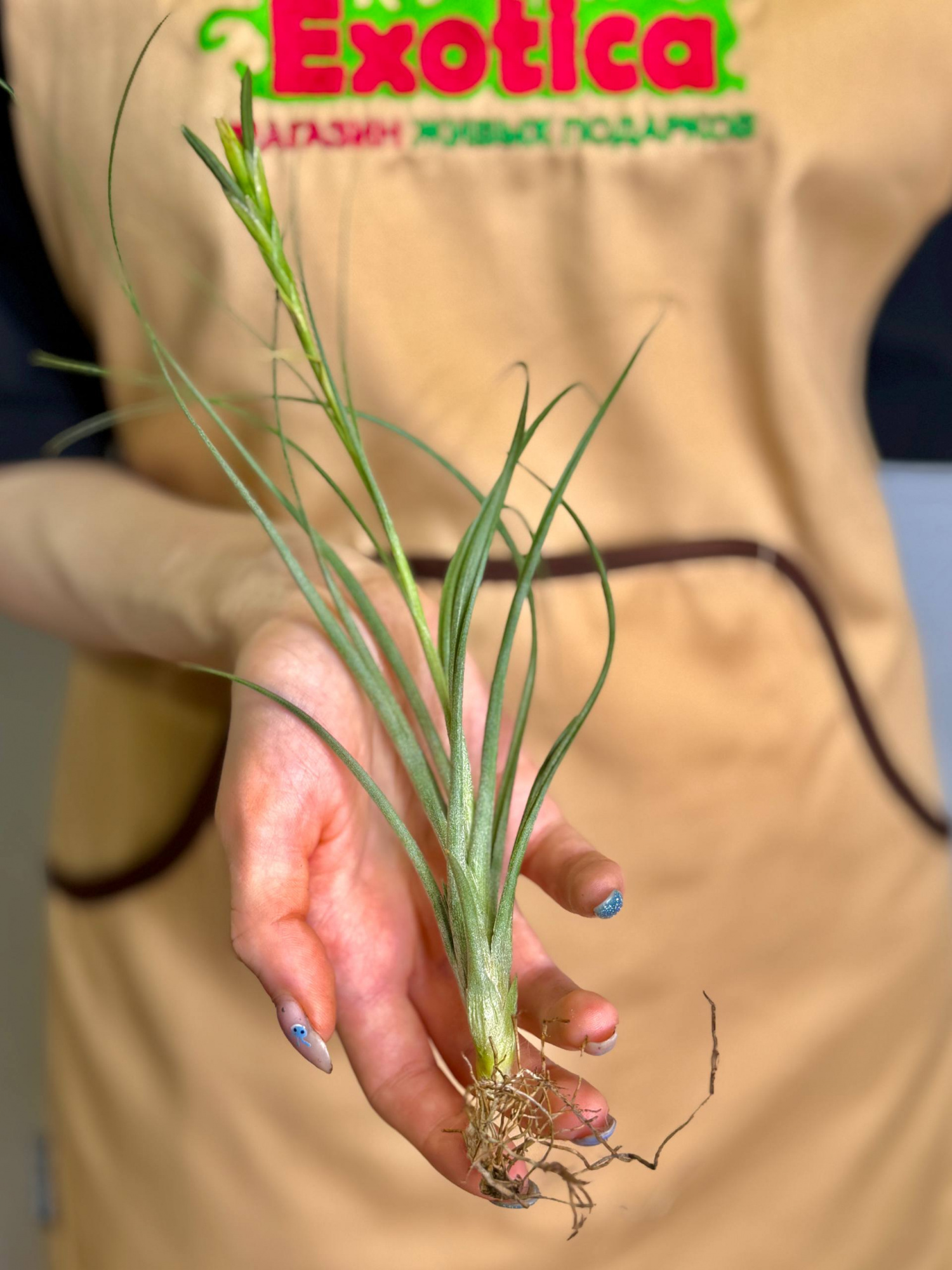 Тилландсия Шидеана (Tillandsia Schiedeana)