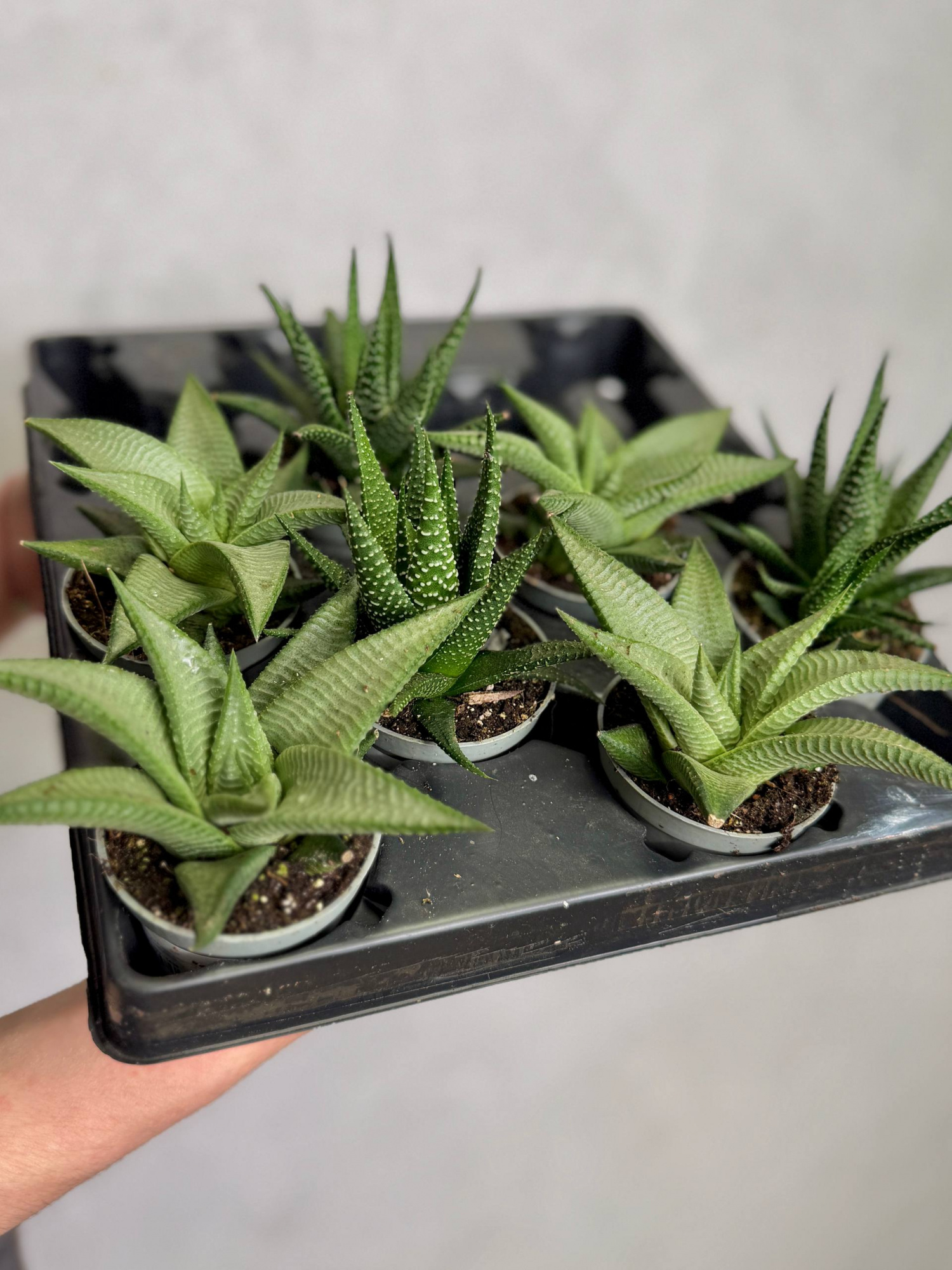 Хавортия Жемчужная Мэджик (Haworthia Margaritifera Magic) D5см