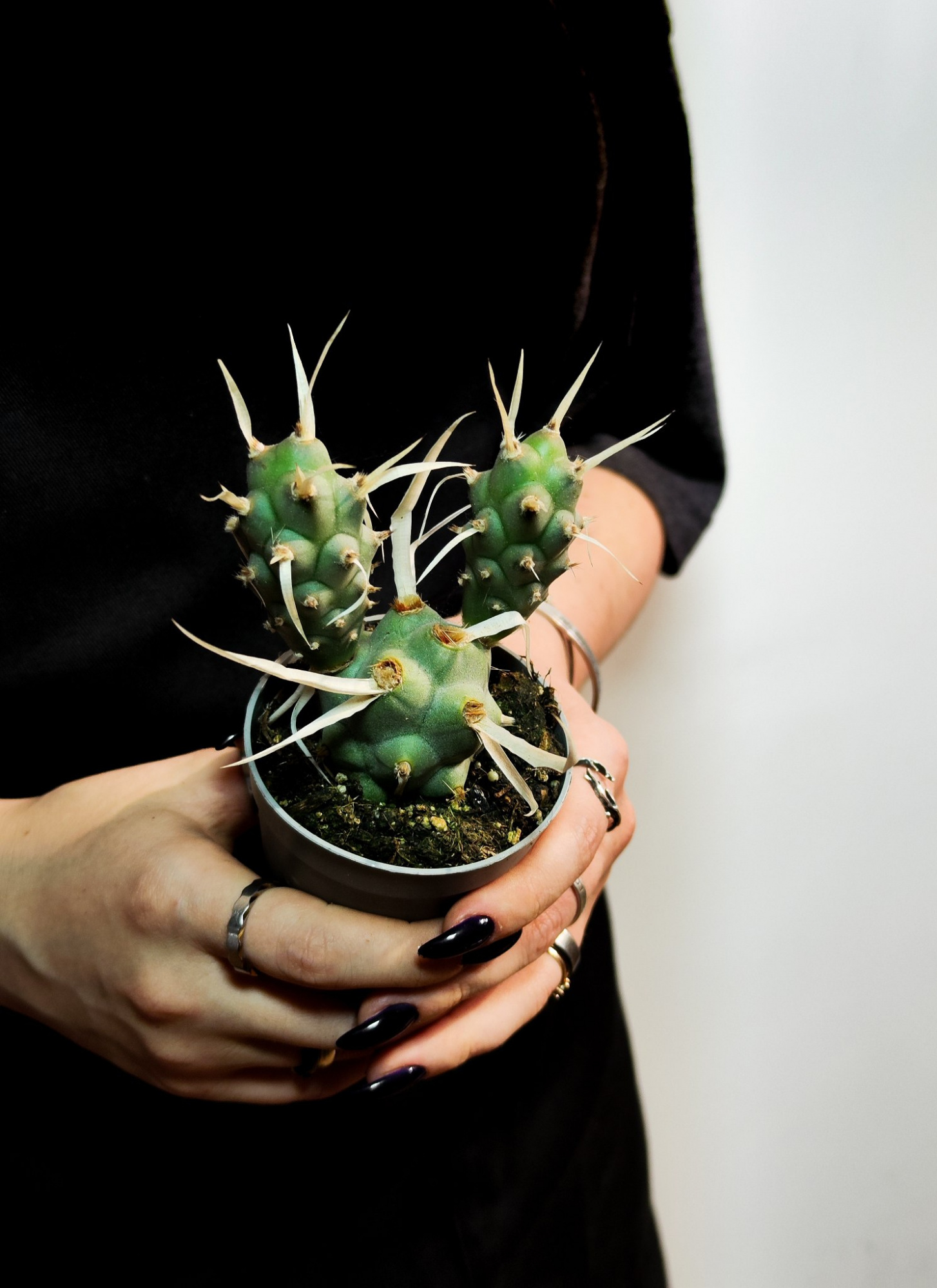 Тефрокактус Членистый (Tephrocactus Articulatus var. Syringacanthus) D6,5см