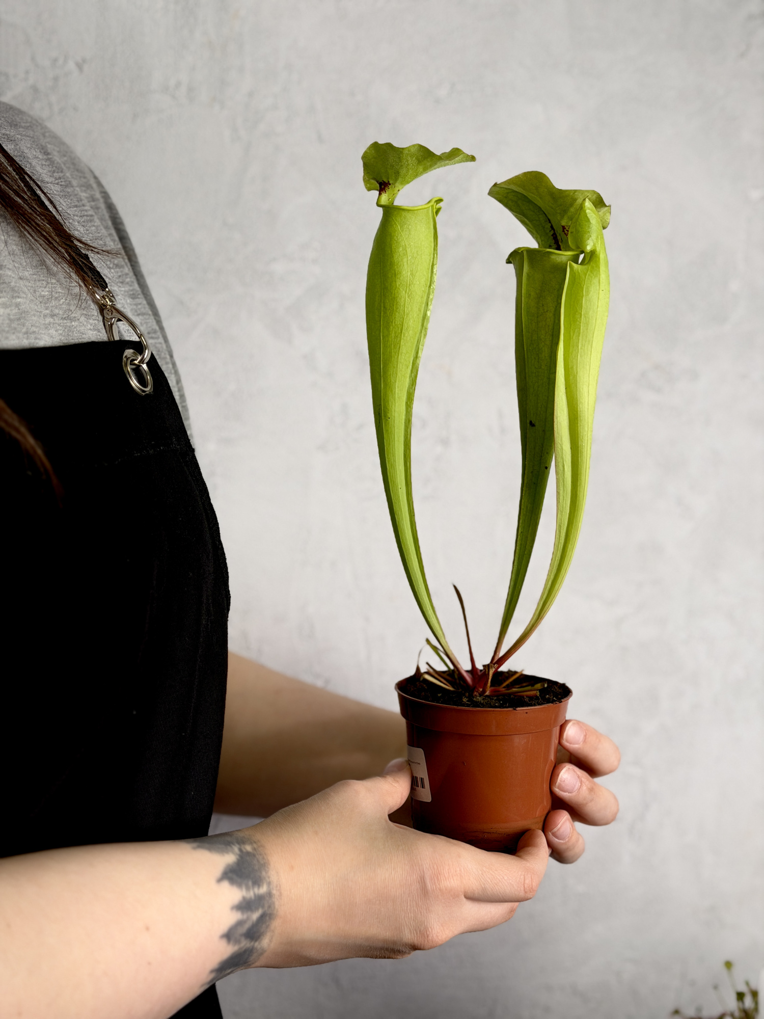 Саррацения Флава Гигантея (Sarracenia Flava Gigantea) D9см
