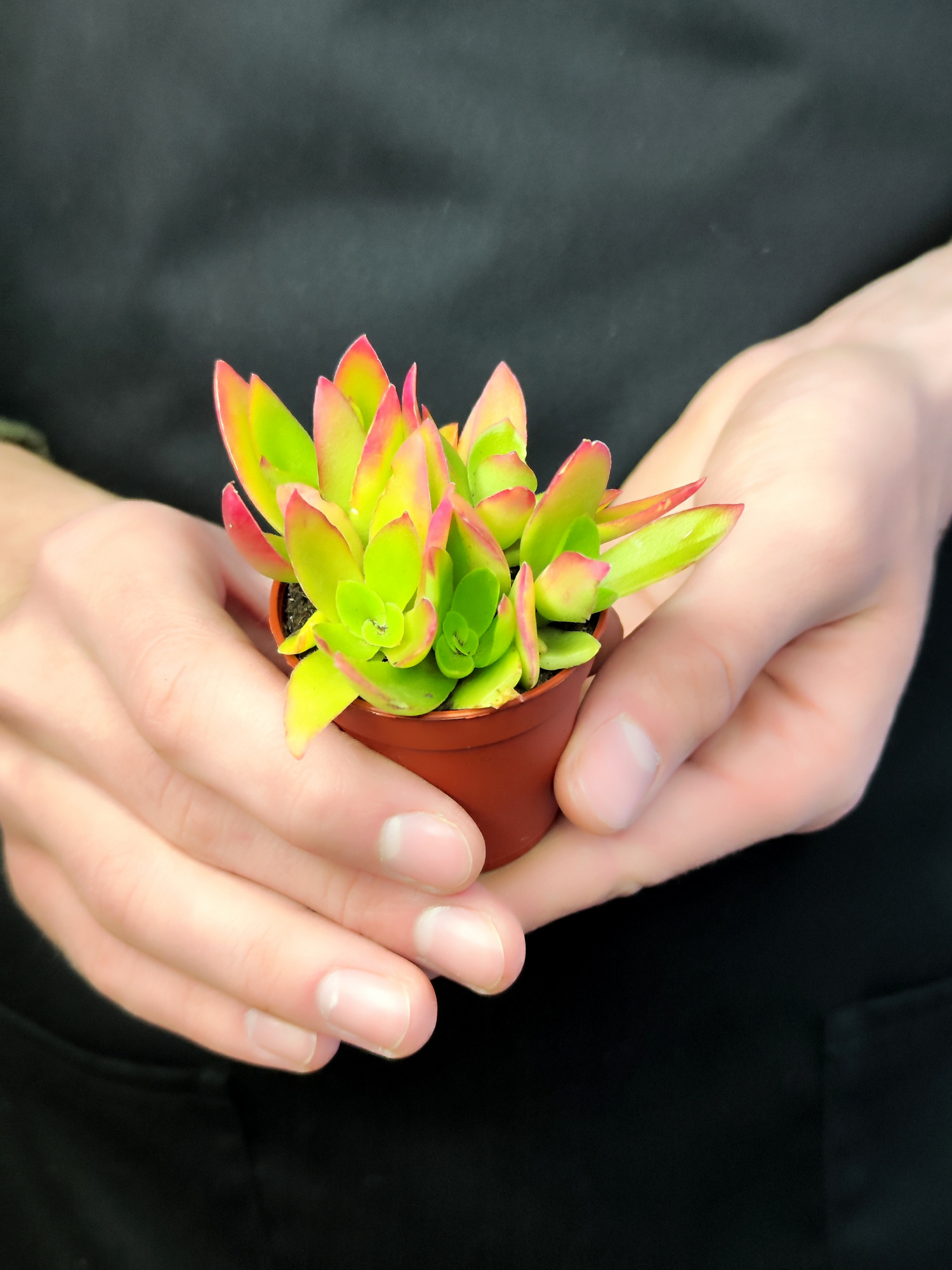 Крассула Капителла Кэмпфайер Ред (Crassula Capitella Campfire Red) D5см