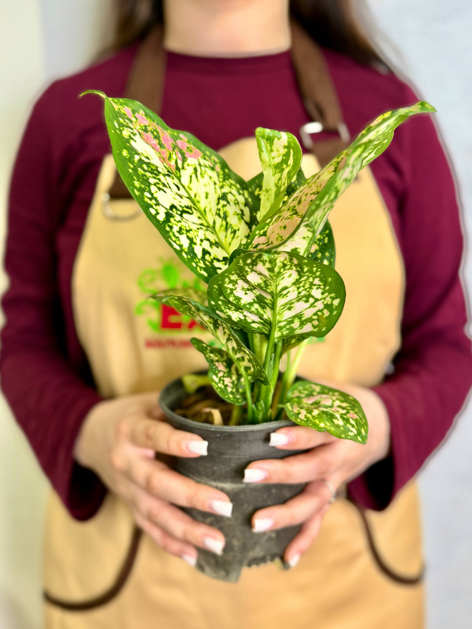 Аглаонема Анимани Триколор (Aglaonema Anyamanee Tricolor) D10см