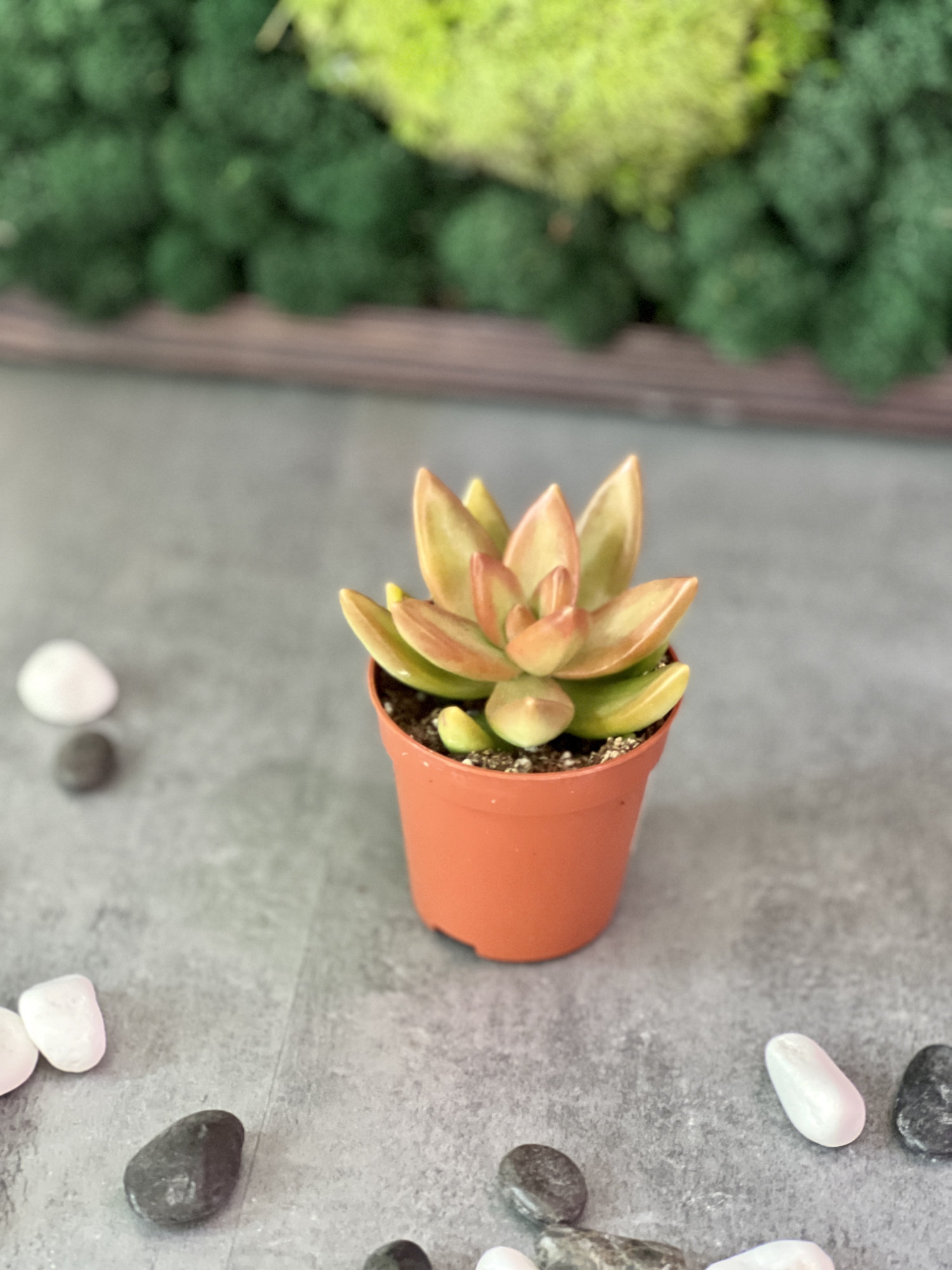 Седум Нуссбаумера (Sedum Nussbaumerianum) D5см