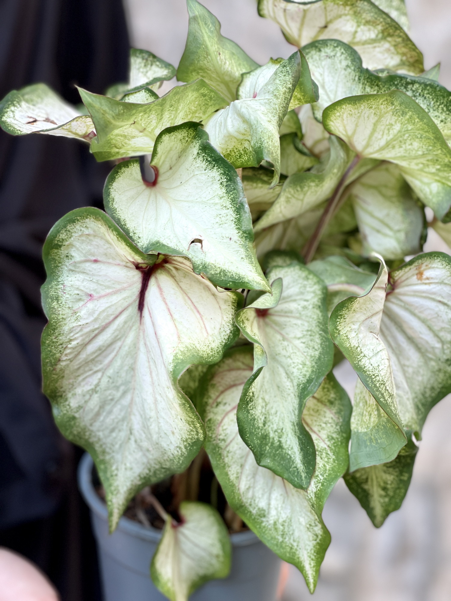 Каладиум Вайт (Caladium White) D12см
