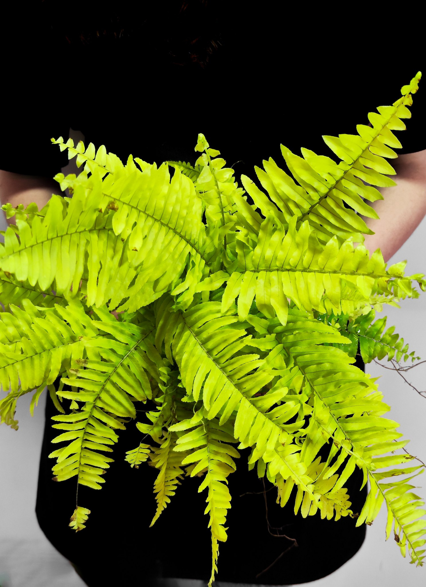 Нефролепис Блонд (Nephrolepis Blonde) D12см