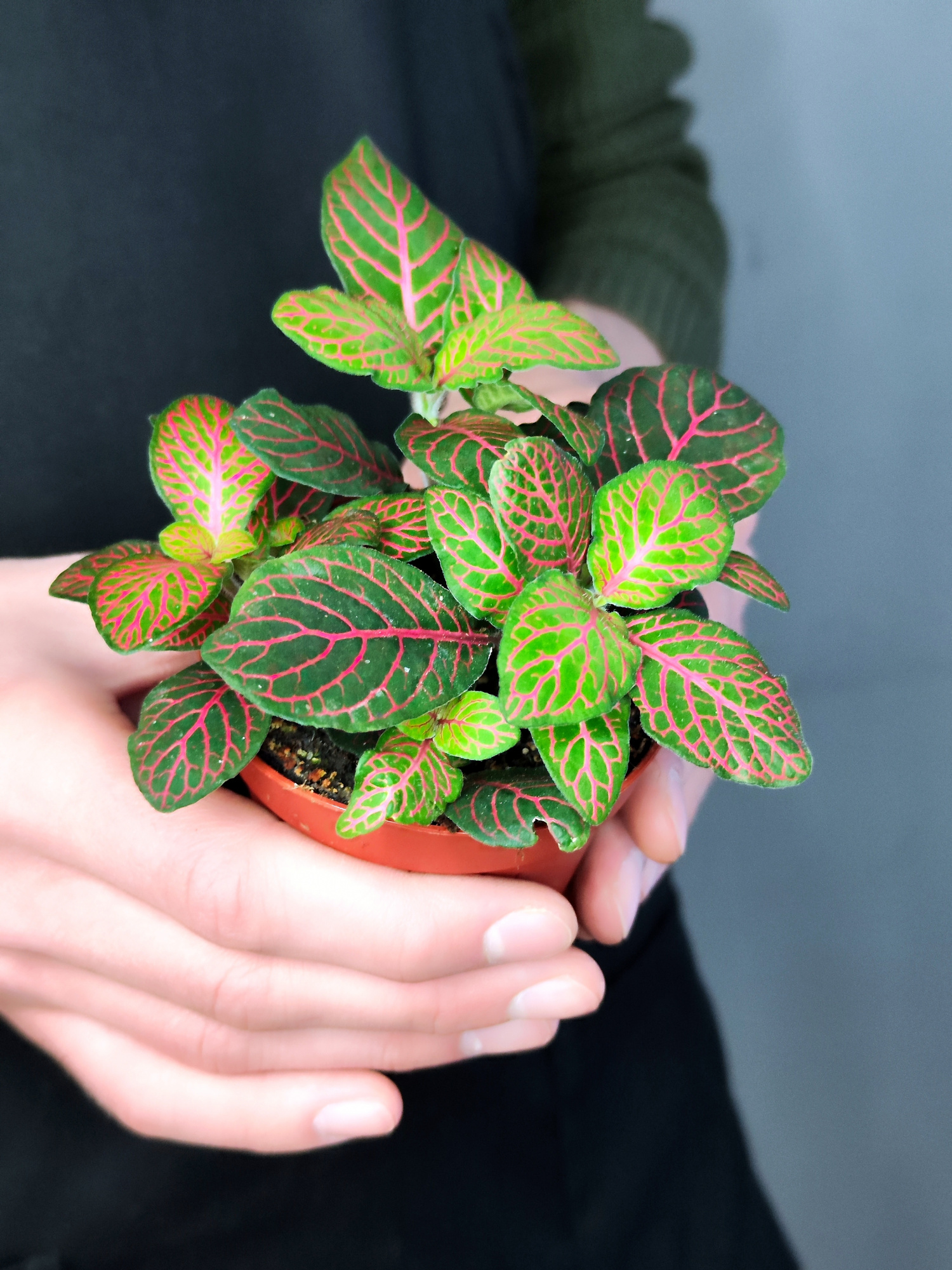 Фиттония Джоли Джосан (Fittonia Joly Josan) D8,5см