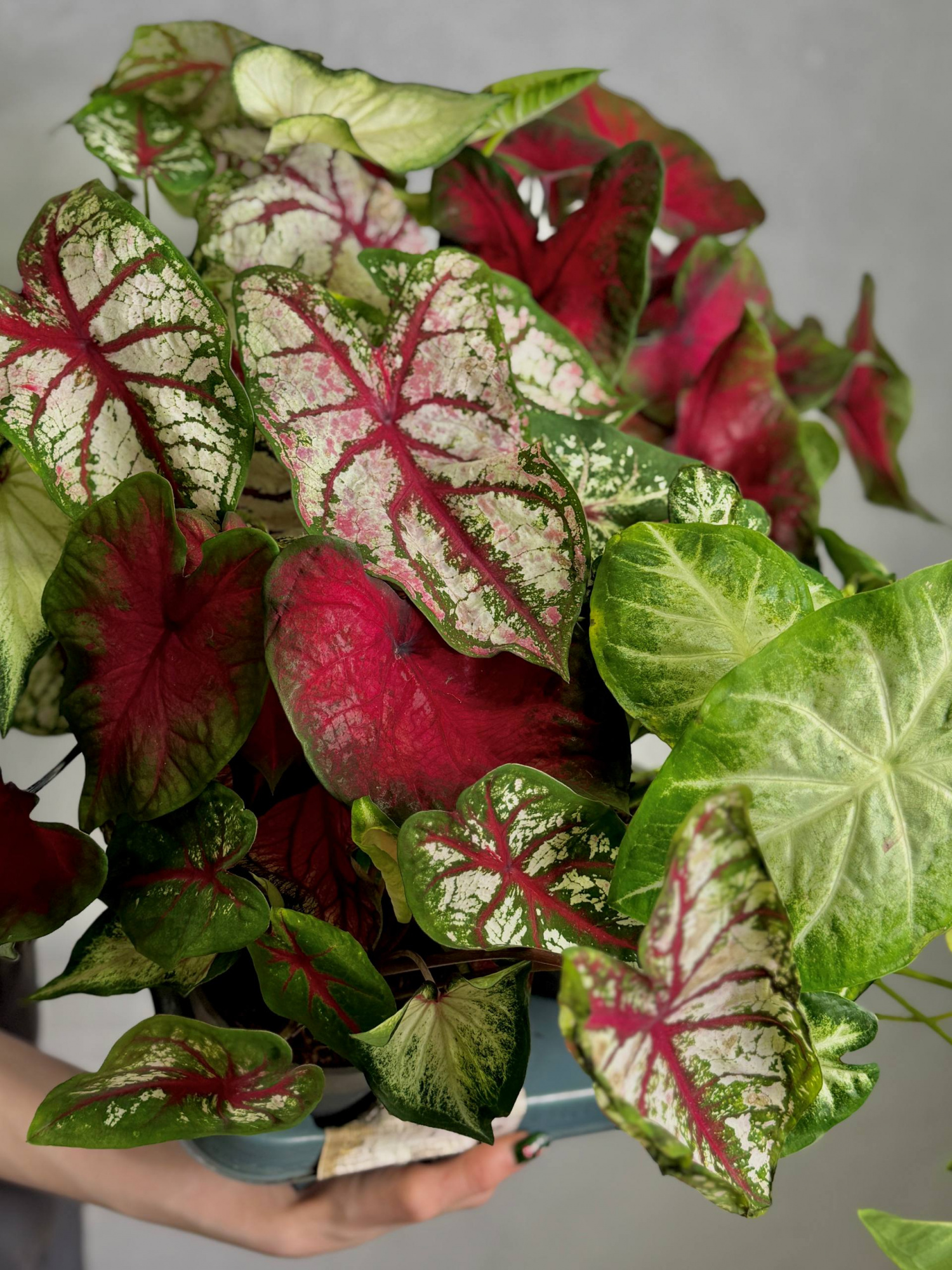 Каладиум Миксовый (Caladium Mix) D12см