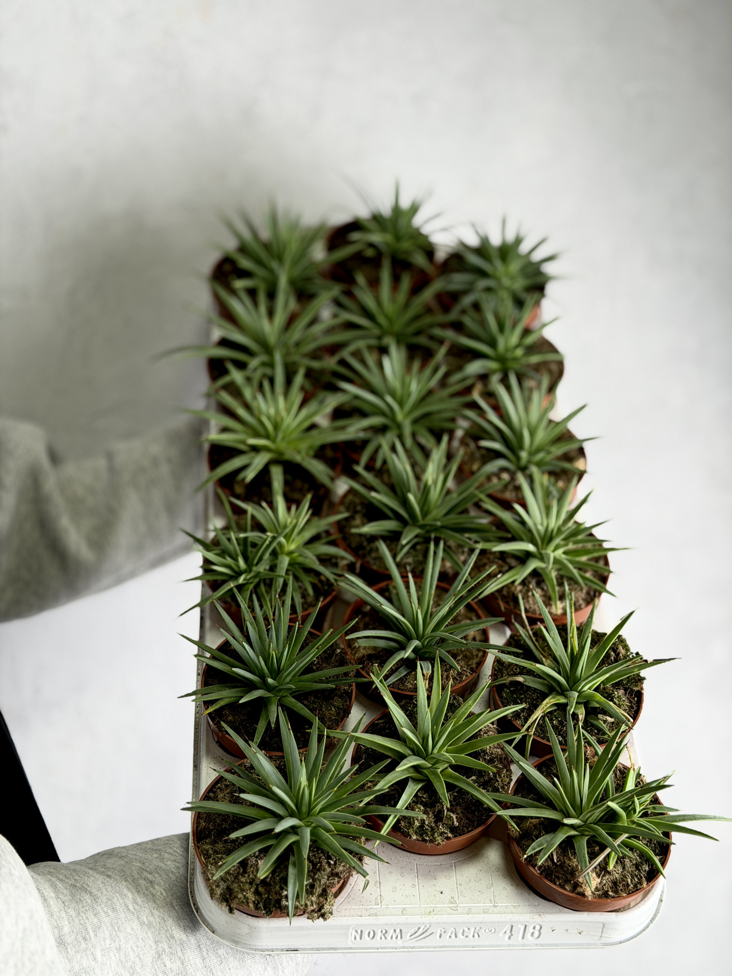 Агава Стрикта Нана (Agave Stricta Nana) D8,5см
