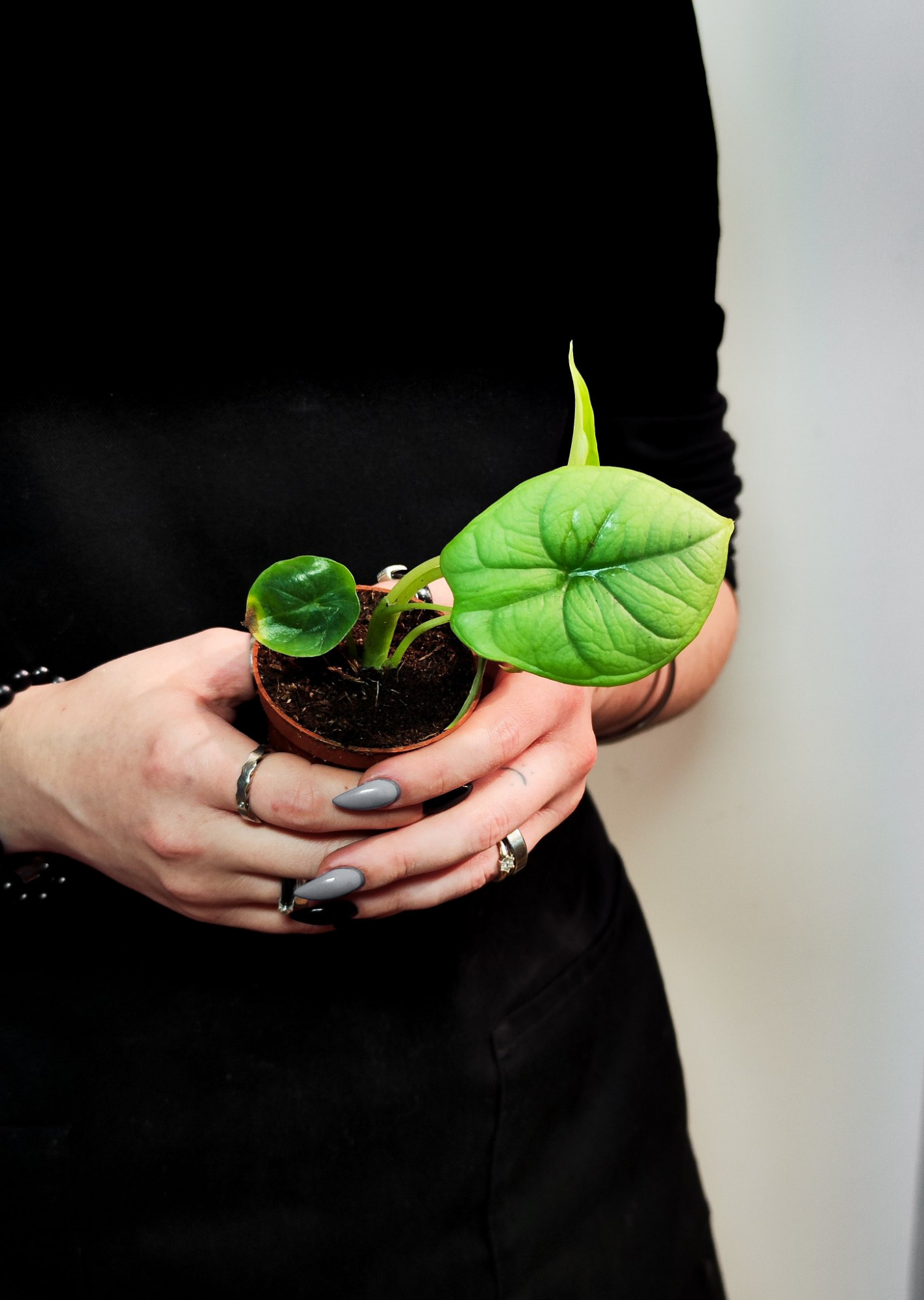 Алоказия Бисма Сильвер (Alocasia Bisma Silver) D6см