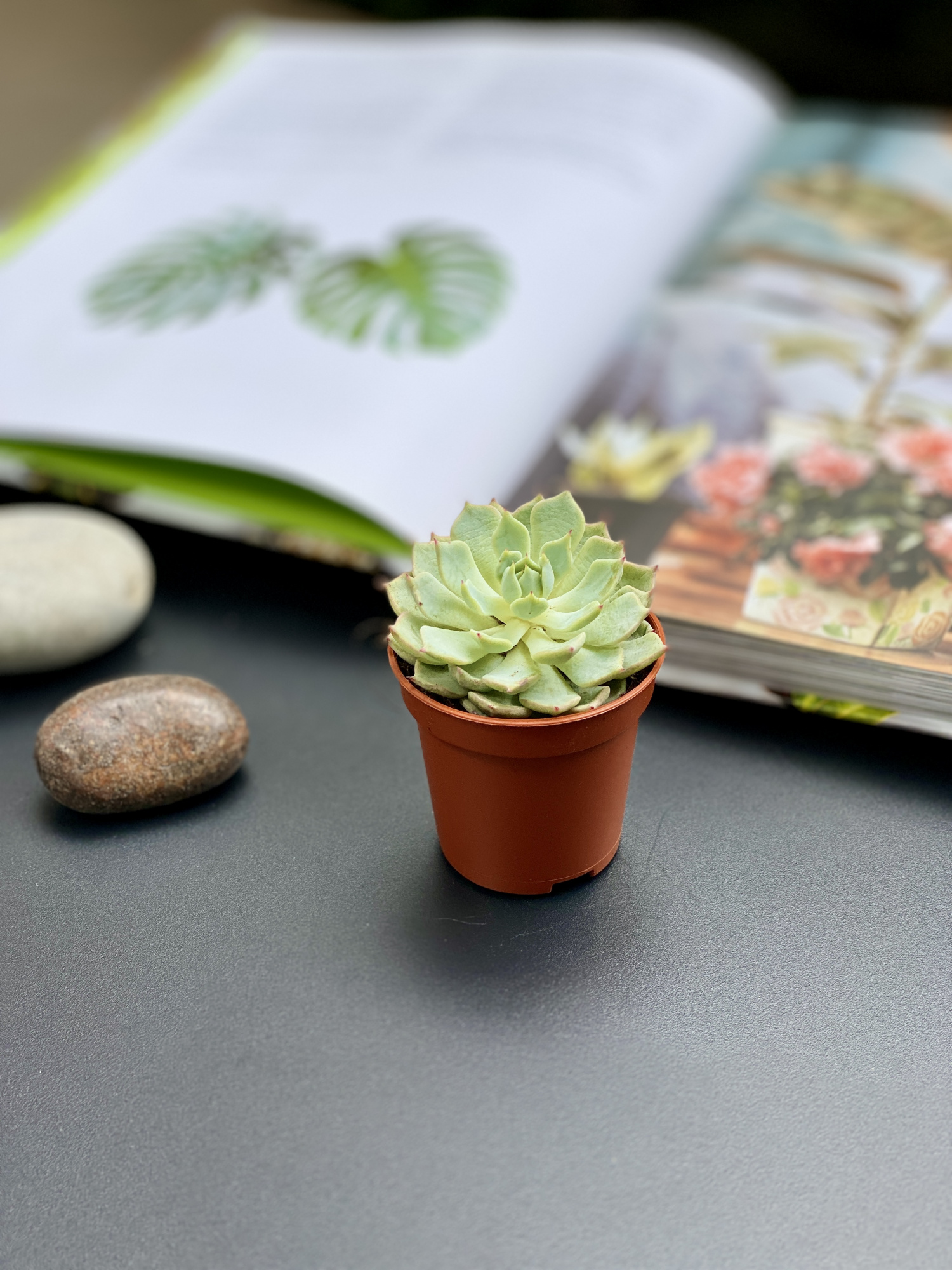 Эхеверия Деренберга Грин (Echeveria Derenbergii Green) D5см