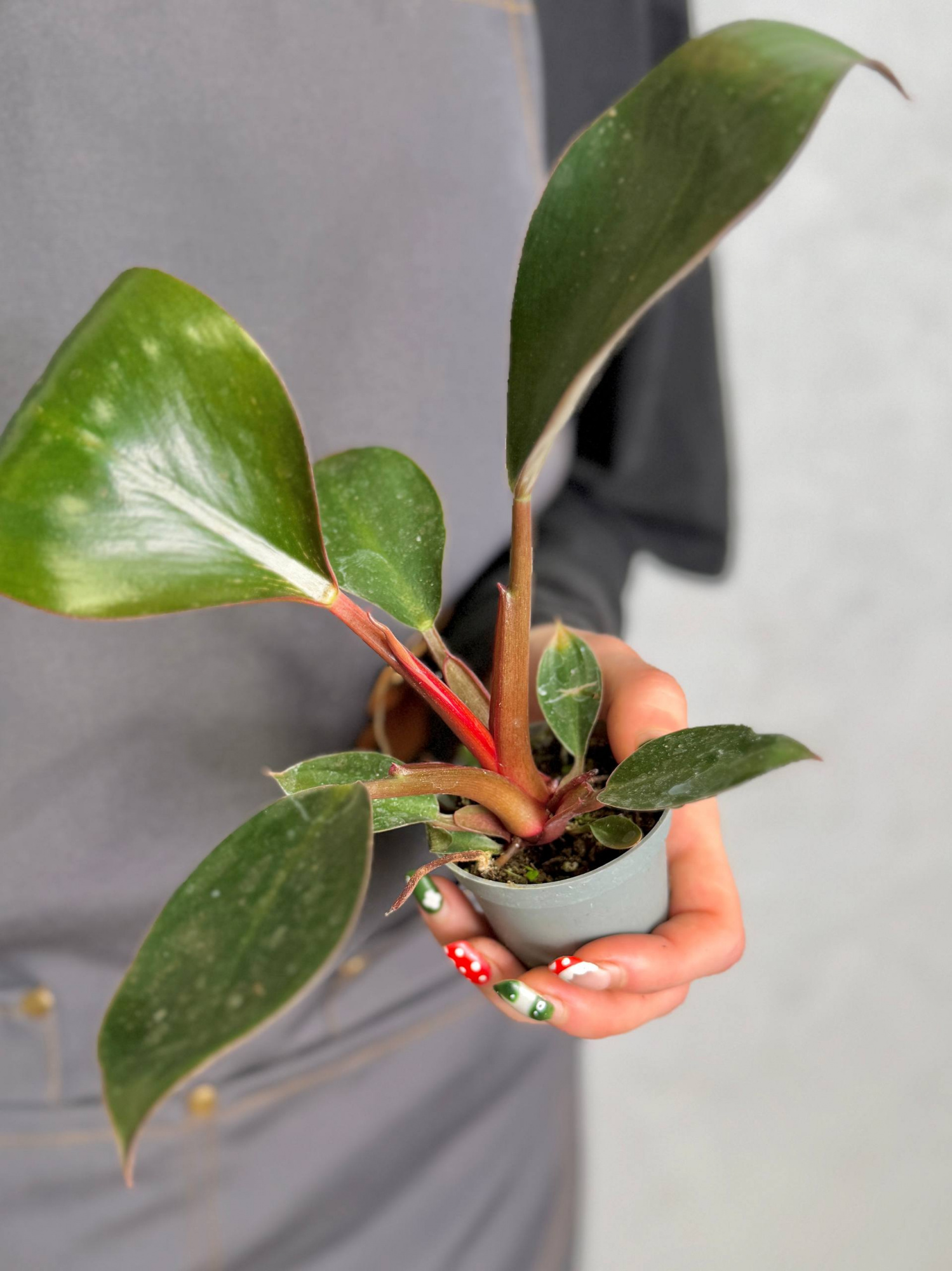 Филодендрон Роджо Конго (Philodendron Rojo Congo) D6см