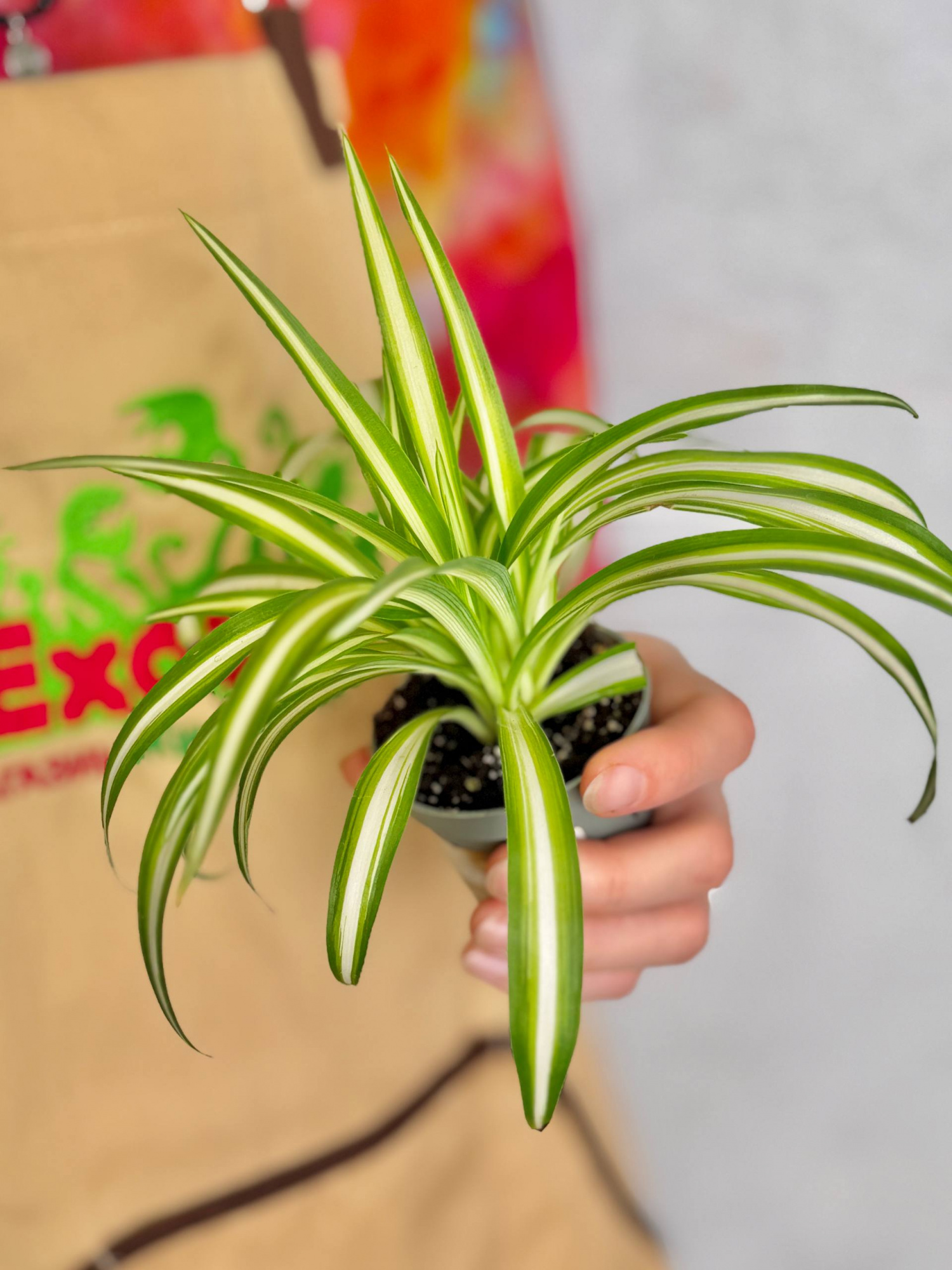 Хлорофитум Вариегата (Chlorophytum Variegatum) D6см