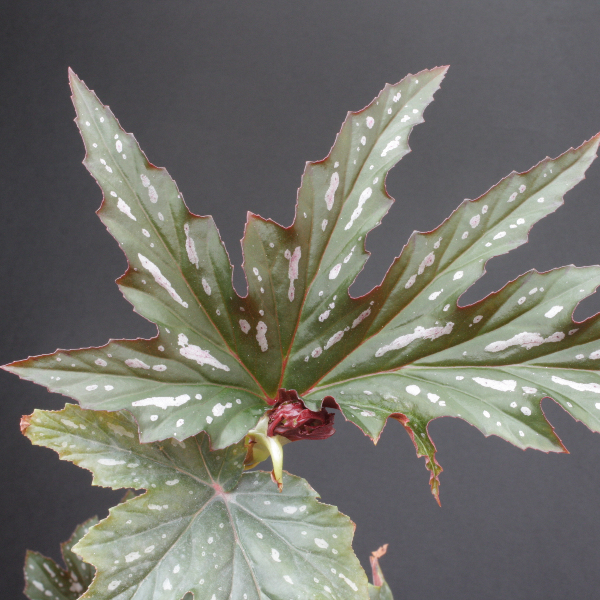 Бегония Софи Сесиль (Begonia Sophie Cecile) D6см