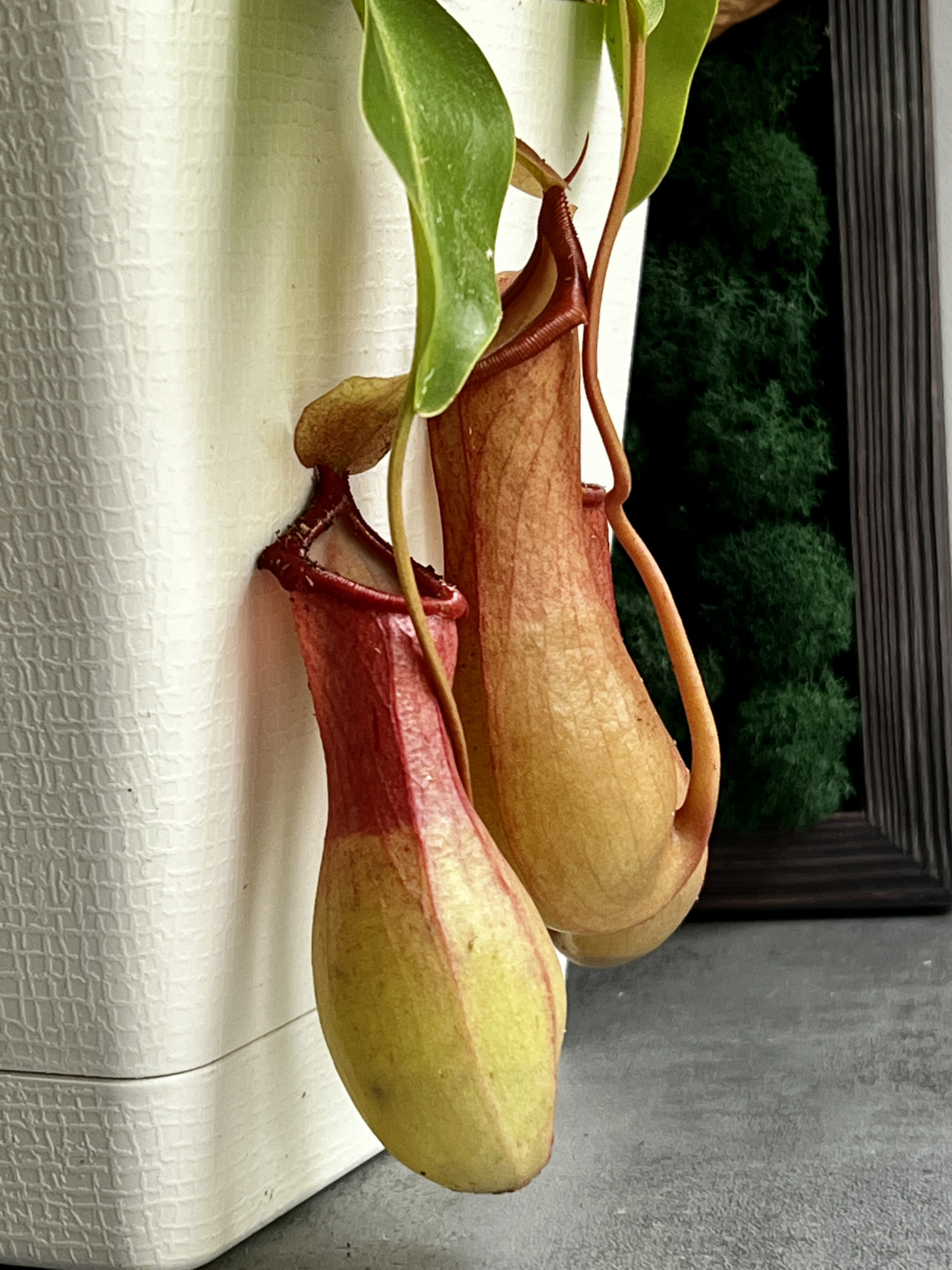 Непентес Вентрата (Nepenthes Ventrata) пересаженный D17см