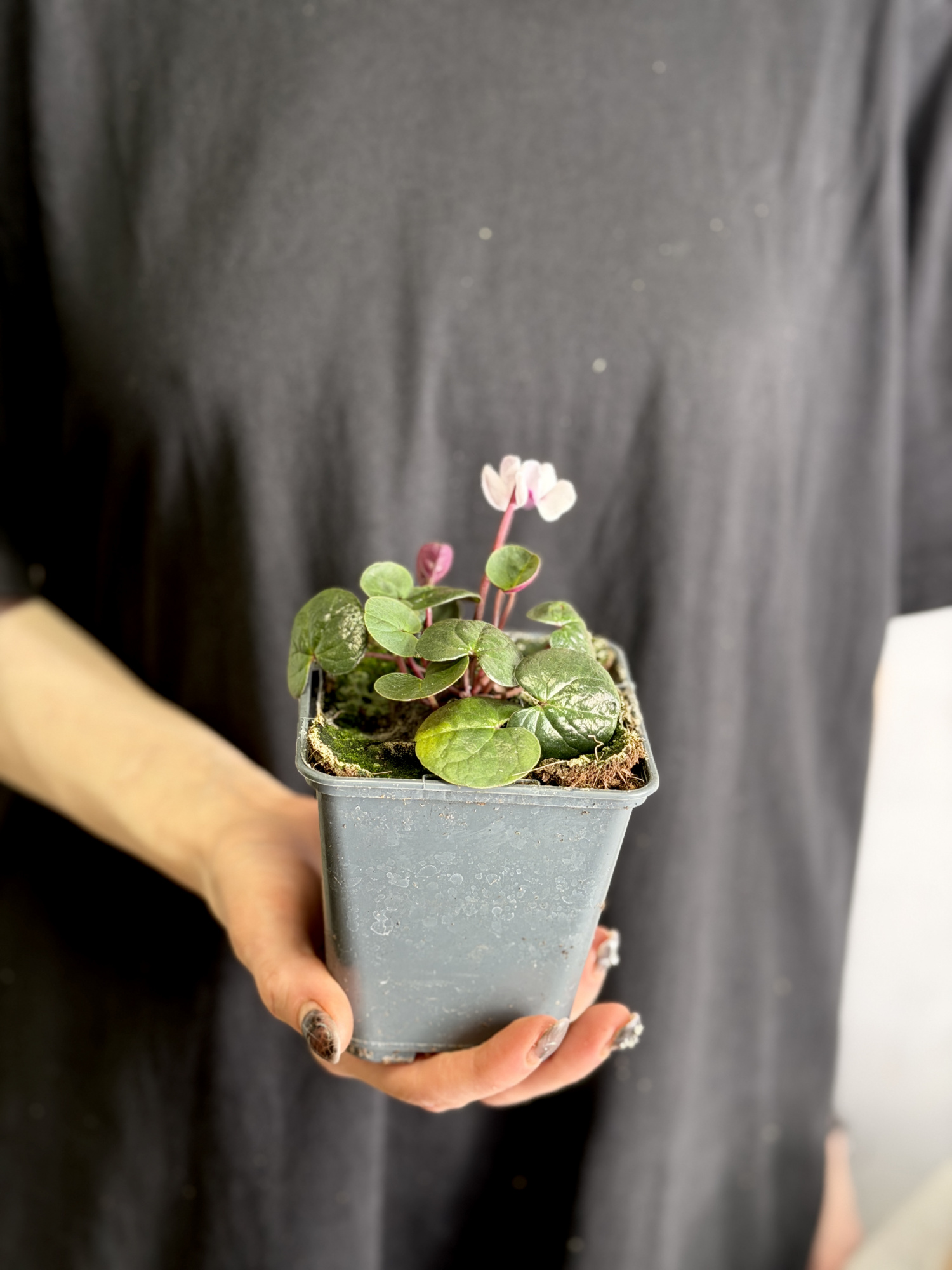 Цикламен Косский Роуз (Cyclamen Coum Rose) D8см