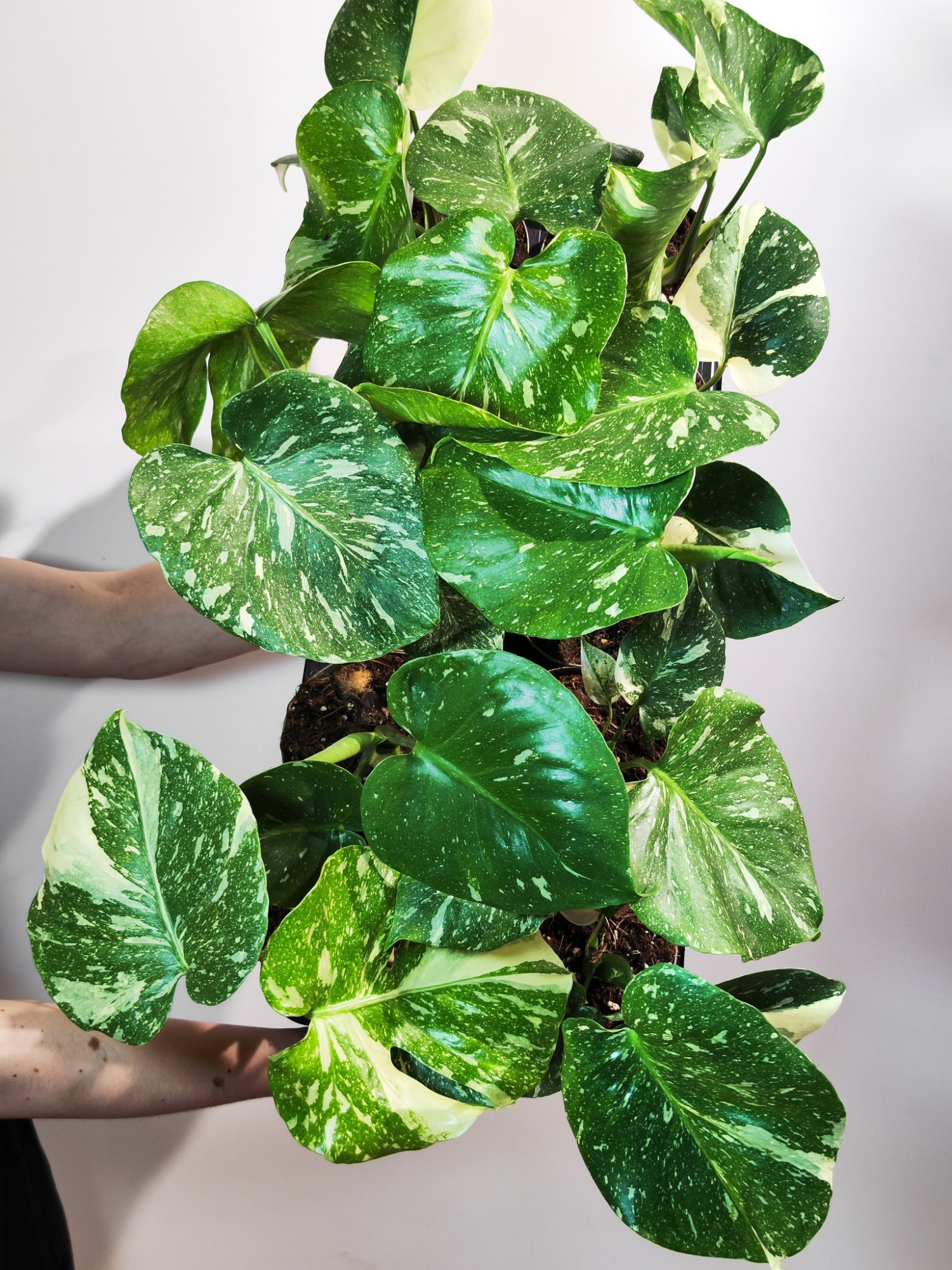 Монстера Деликатесная Тайское Созвездие (Monstera Thai Constellation) D12см
