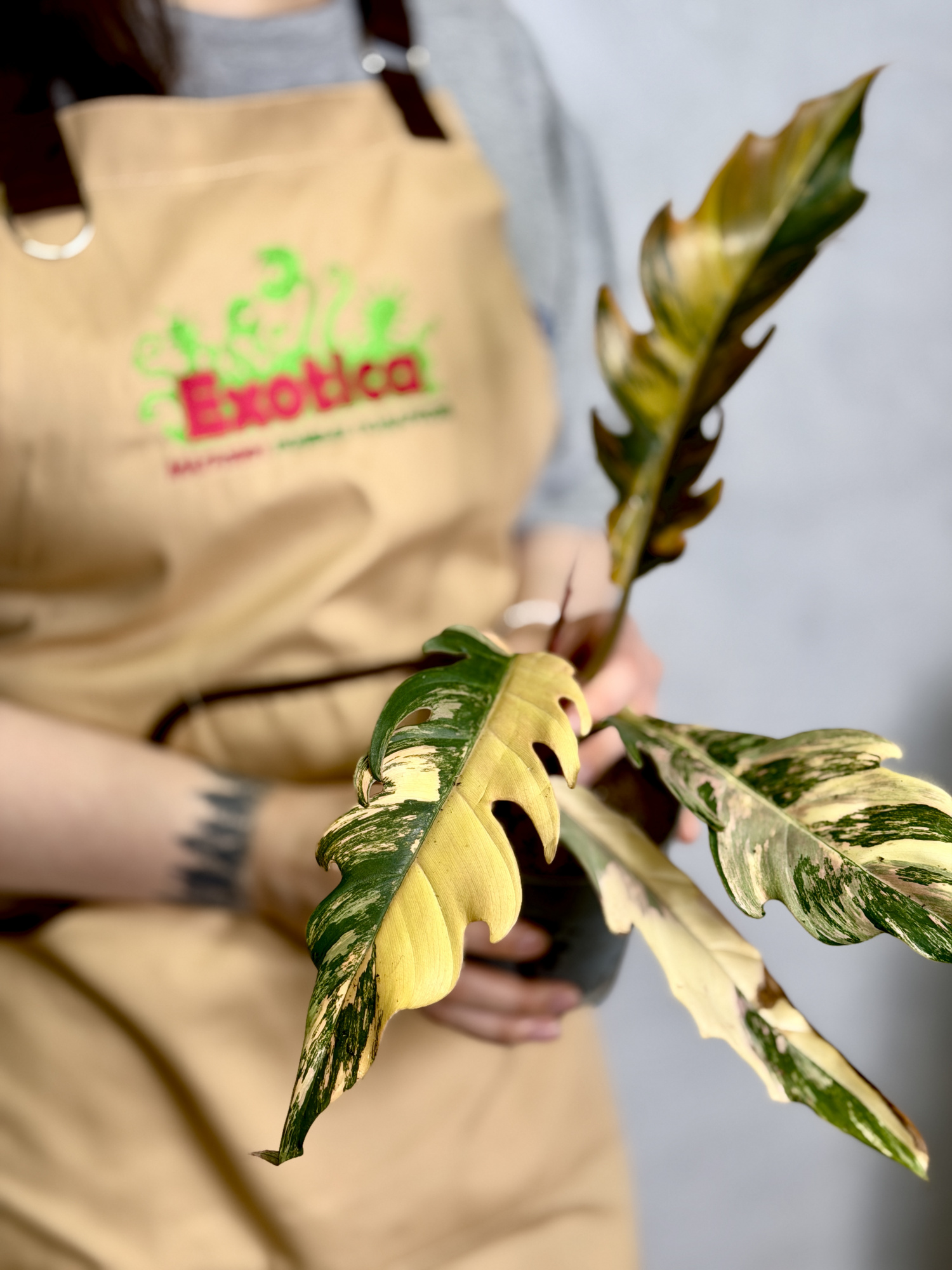 Филодендрон Карамель Марбл Вариегатный (Philodendron Caramel Marble Variegated) D12см