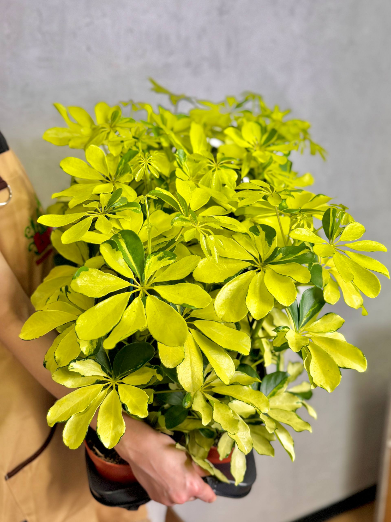 Шеффлера Мелани (Schefflera Melanie) D12см
