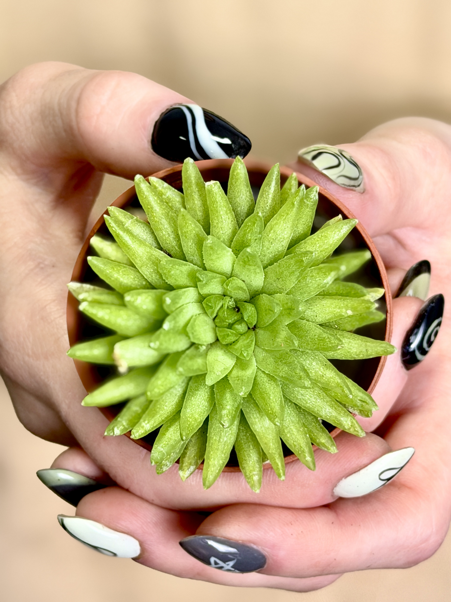 Хавортия Кикухигаса (Haworthia Kikuhigasa) D5см