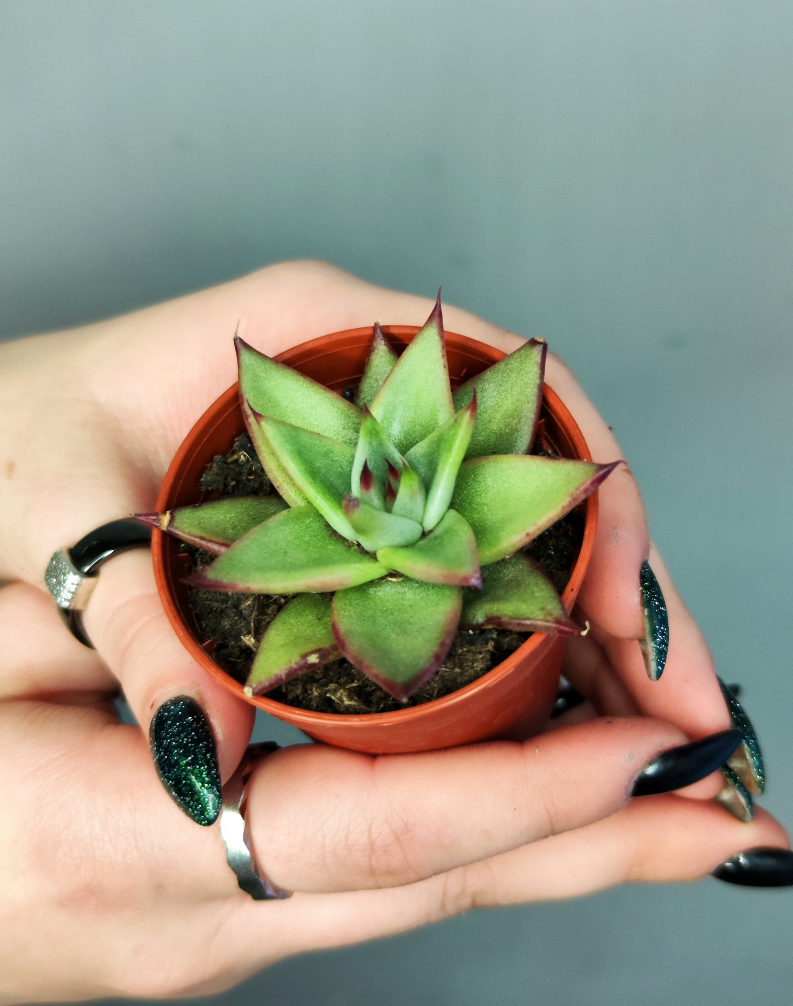 Эхеверия «Агавоидес Эбони» (Echeveria Agavoides Ebony) D5см