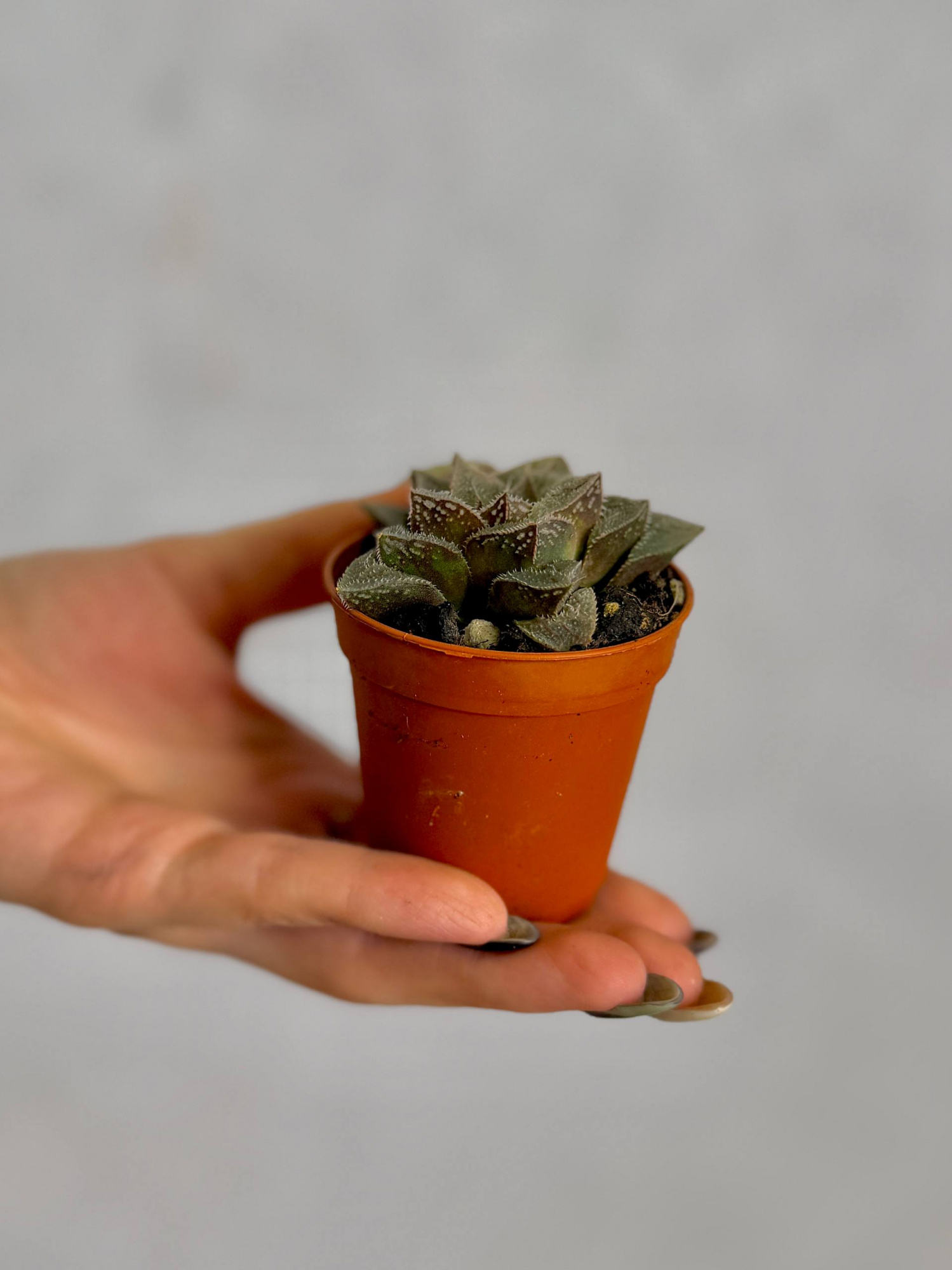 Хавортия Карликовая (Haworthia Pygmaea) D5см