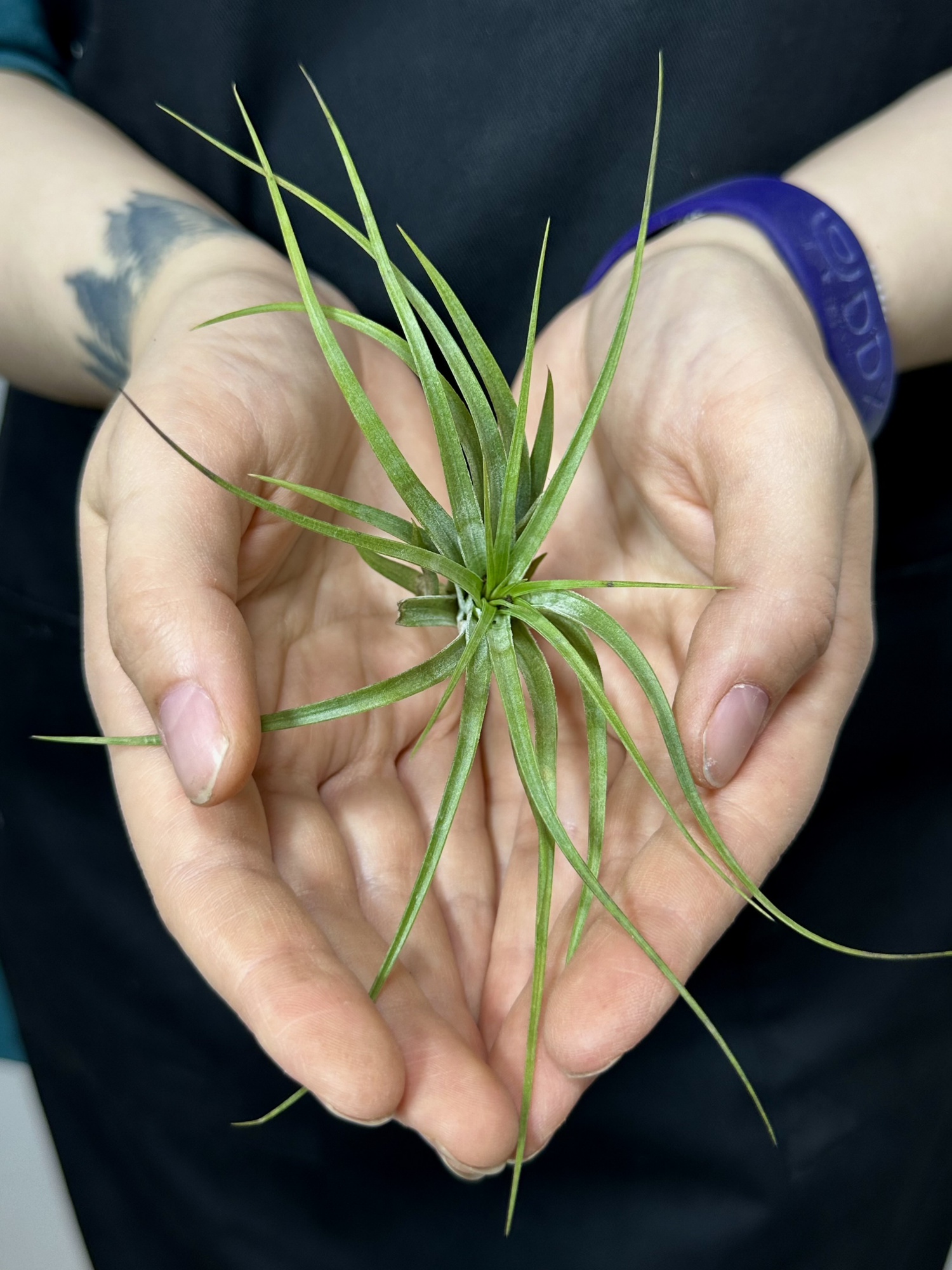 Тилландсия Стрикта Мини (Tillandsia Stricta Mini)