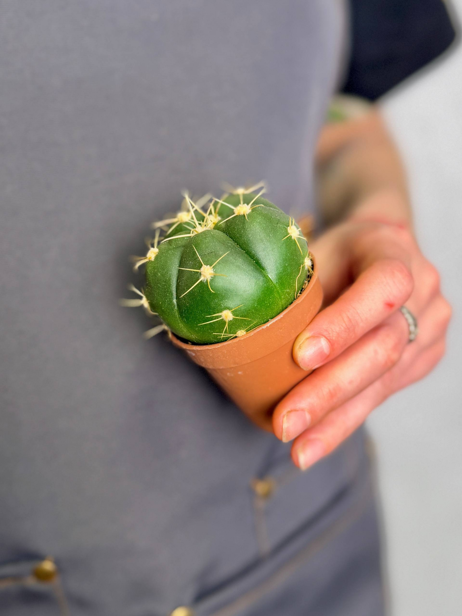 Гимнокалициум Хорста (Gymnocalycium Horsti) D5см