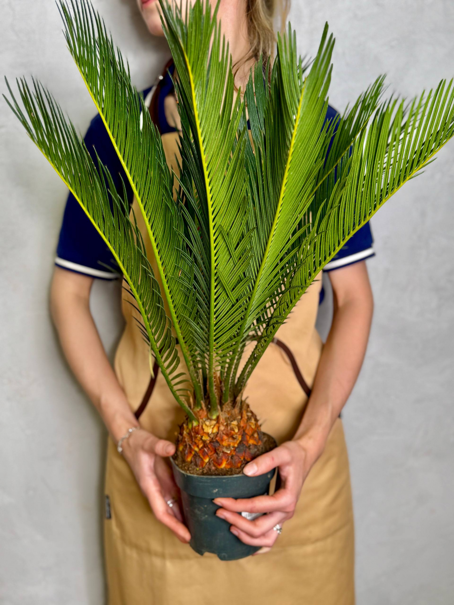 Цикас Революта (Cycas Revoluta) D14см