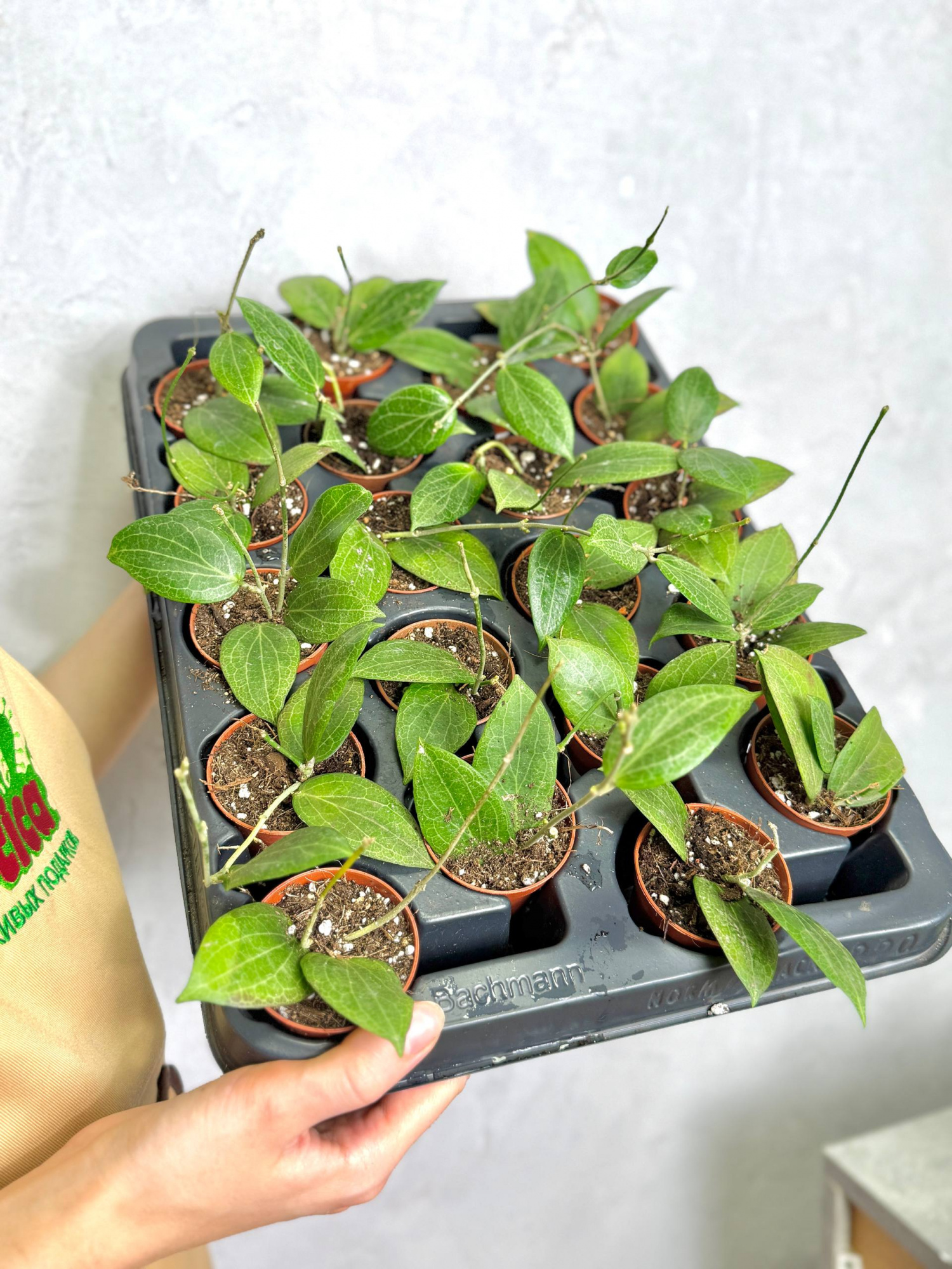 Хойя Фитчи (Hoya Fitchii) D6см