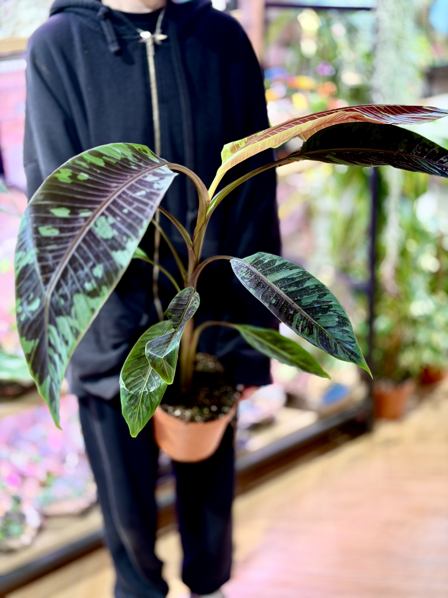 Банан (Муса) Акумината Зебрина (Musa Acuminata Zebrina) D17см