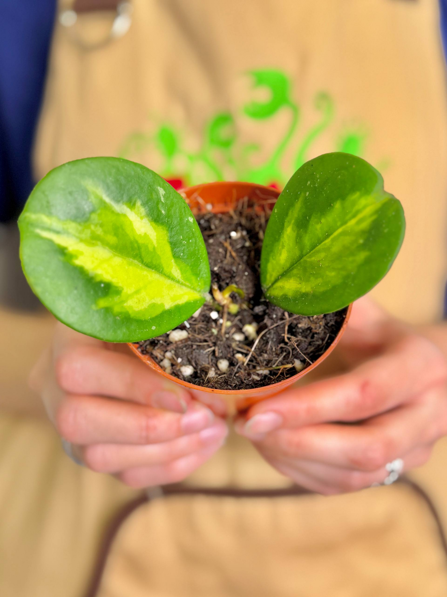 Хойя Диверсифолия Махарани Вариегата (Hoya Diversifolia Maharani) D8см