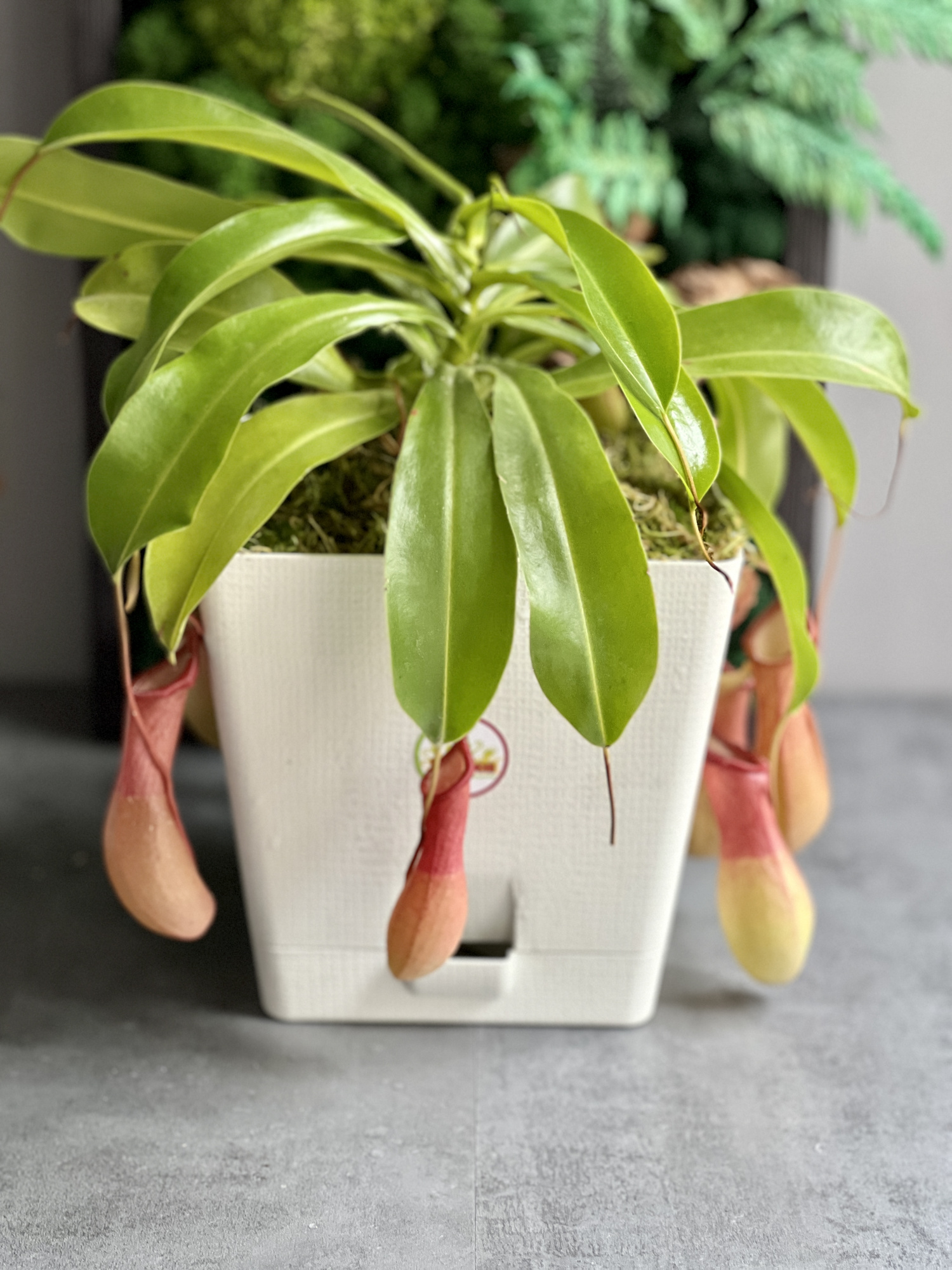 Непентес Вентрата (Nepenthes Ventrata) пересаженный D17см
