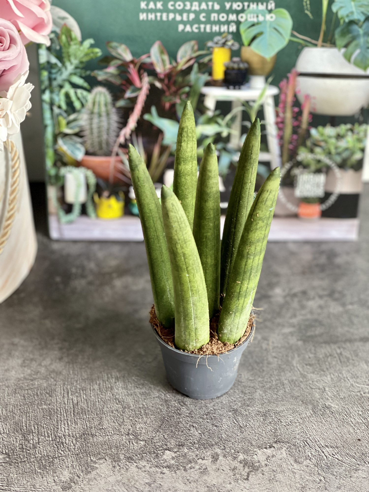 Сансевиерия Цилиндрика Стрейт (Sansevieria Cylindrica Straight) D6см