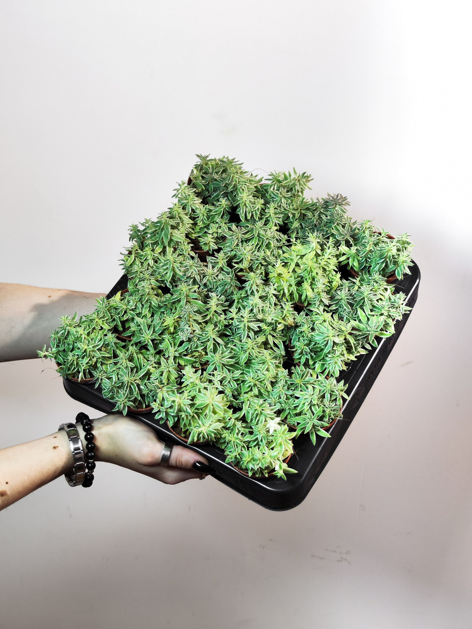Седум Линейный Вариегата (Sedum Lineare Variegata) D5см