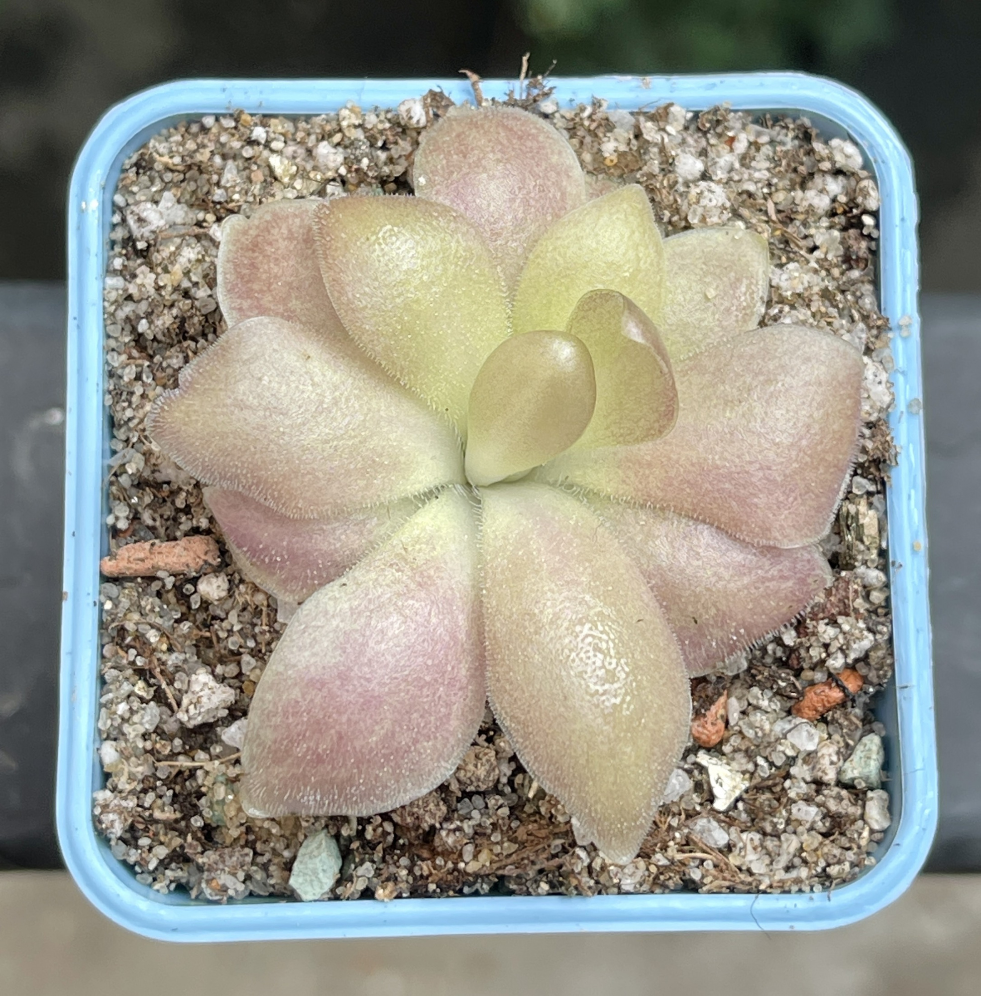 Жирянка Гетеропхилла х Сетхос (P. Heterophylla x Sethos) D5см