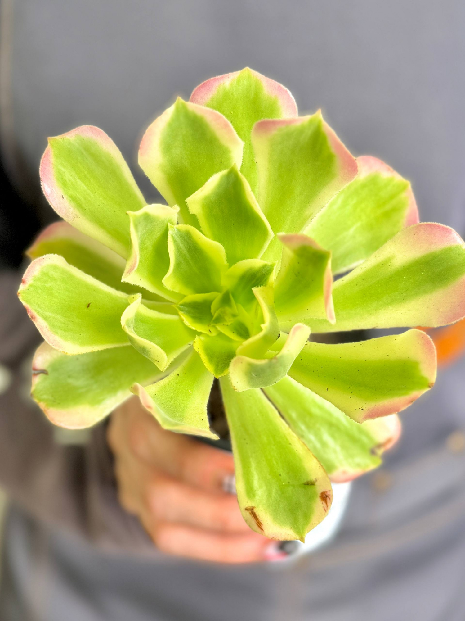Эониум Синья Вариегатный (Aeonium Sinya Variegated) D9см