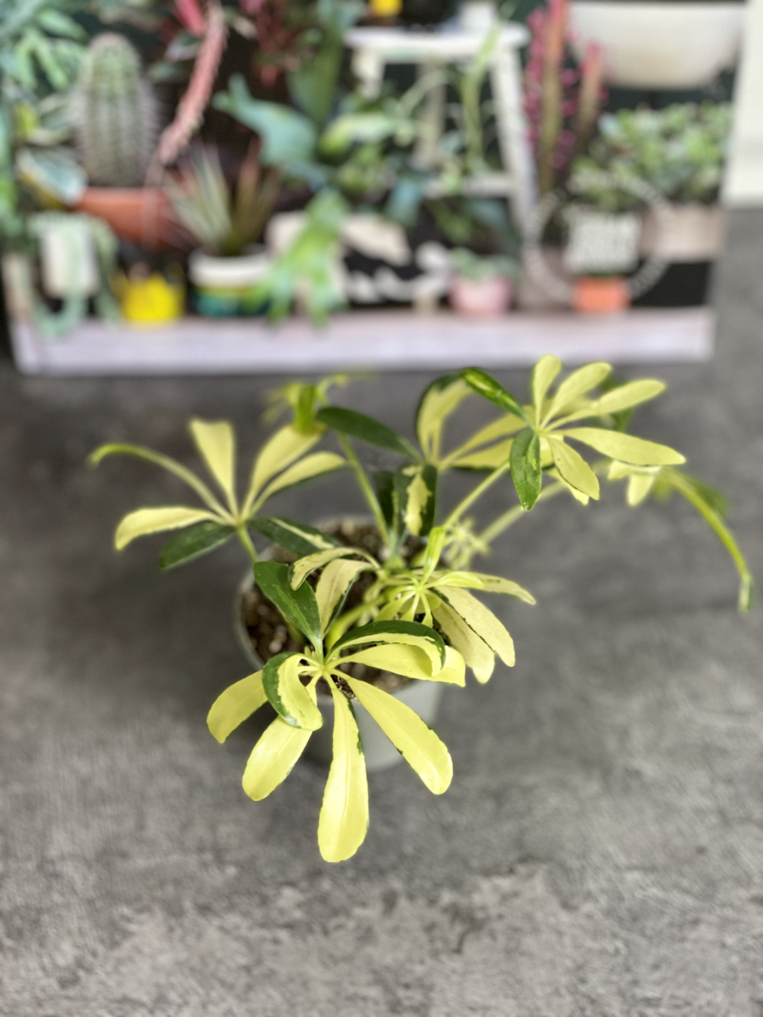 Шеффлера Мадам де Смет (Schefflera Madame De Smet) D6см