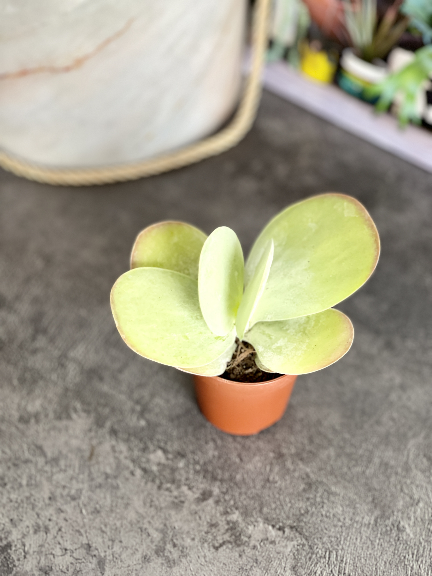 Каланхоэ Тирсифлора Грин Липс  (Kalanchoe Thyrsiflora Green Lips) D5см